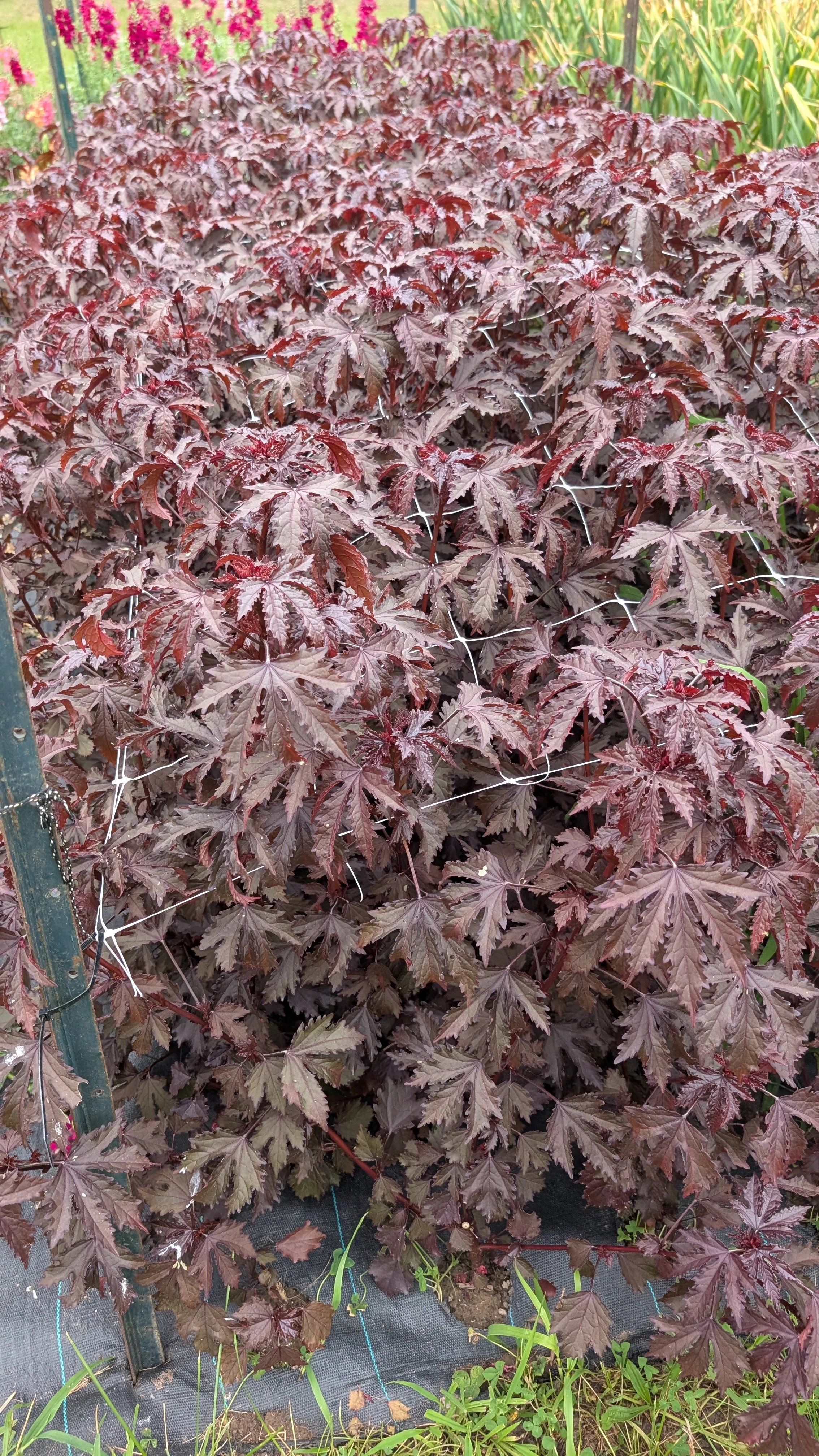 Hibiscus - burgundy 100+ stems