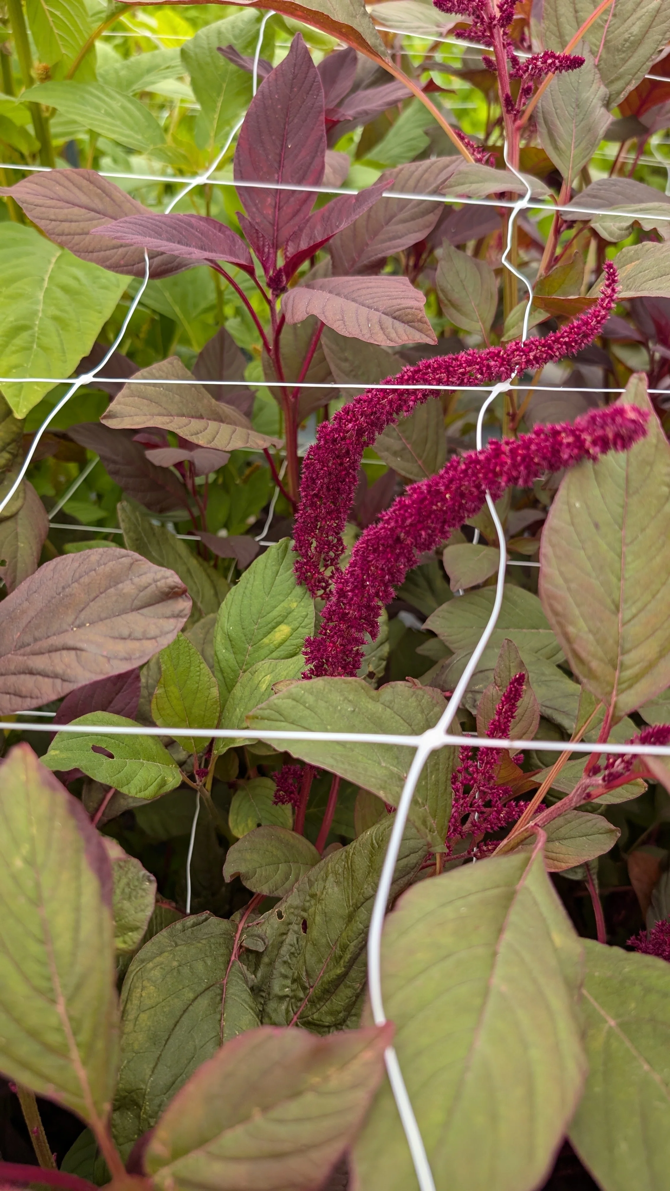 Amaranthus - hanging, burgundy - 50 stems