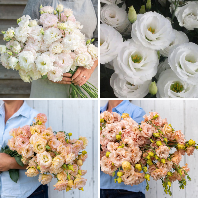 128 Lisianthus Plugs - Option 4