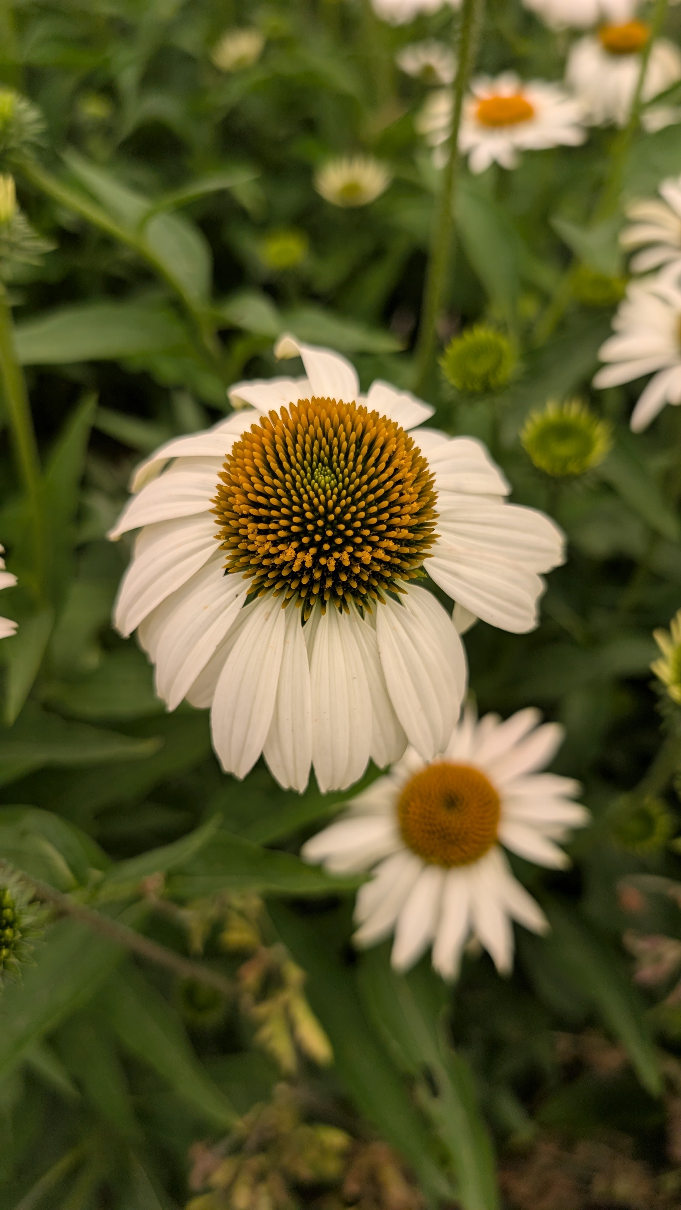 Echinacea - white, 30 stems