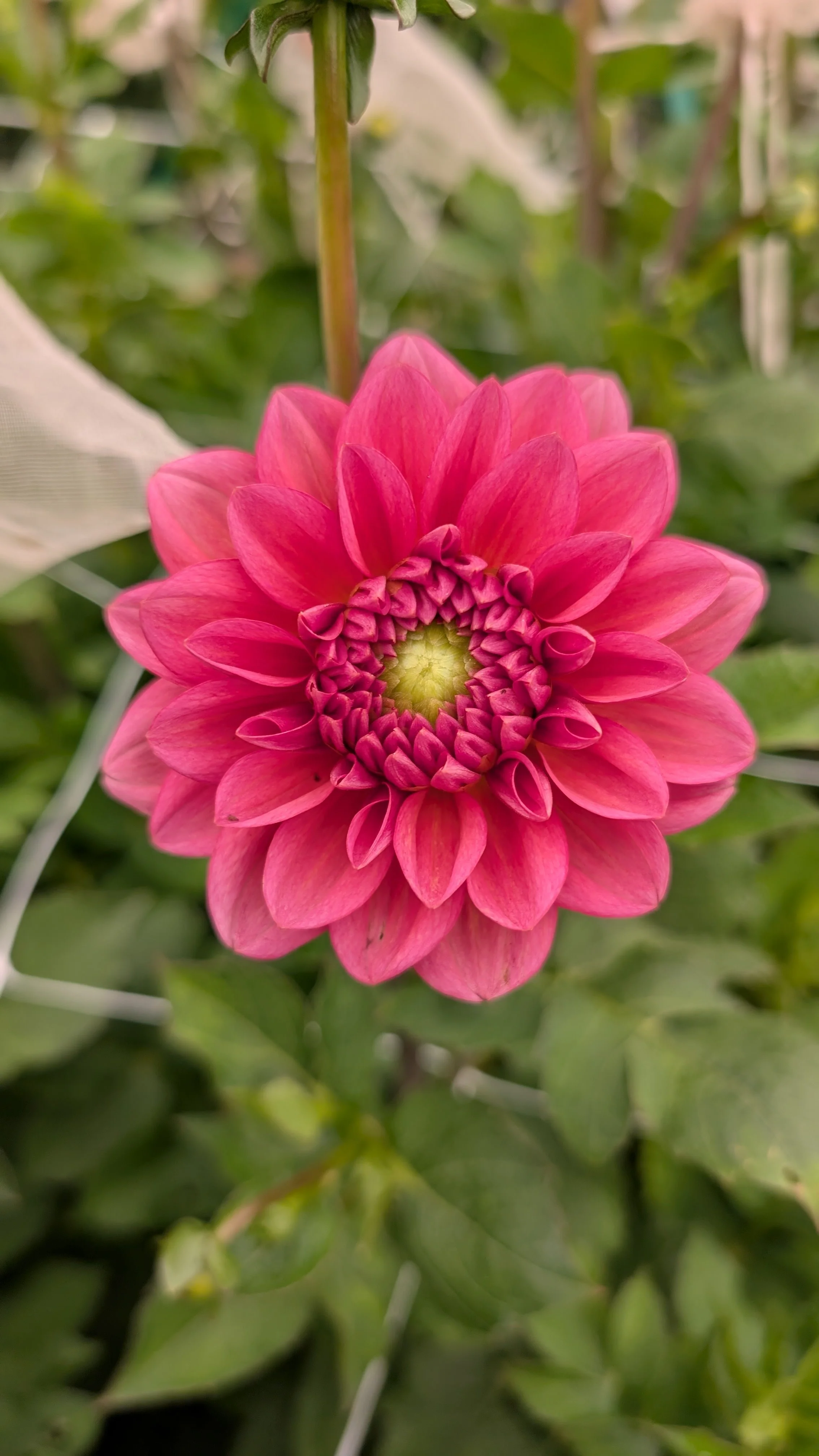 Dahlia-Raspberry, 10 stems