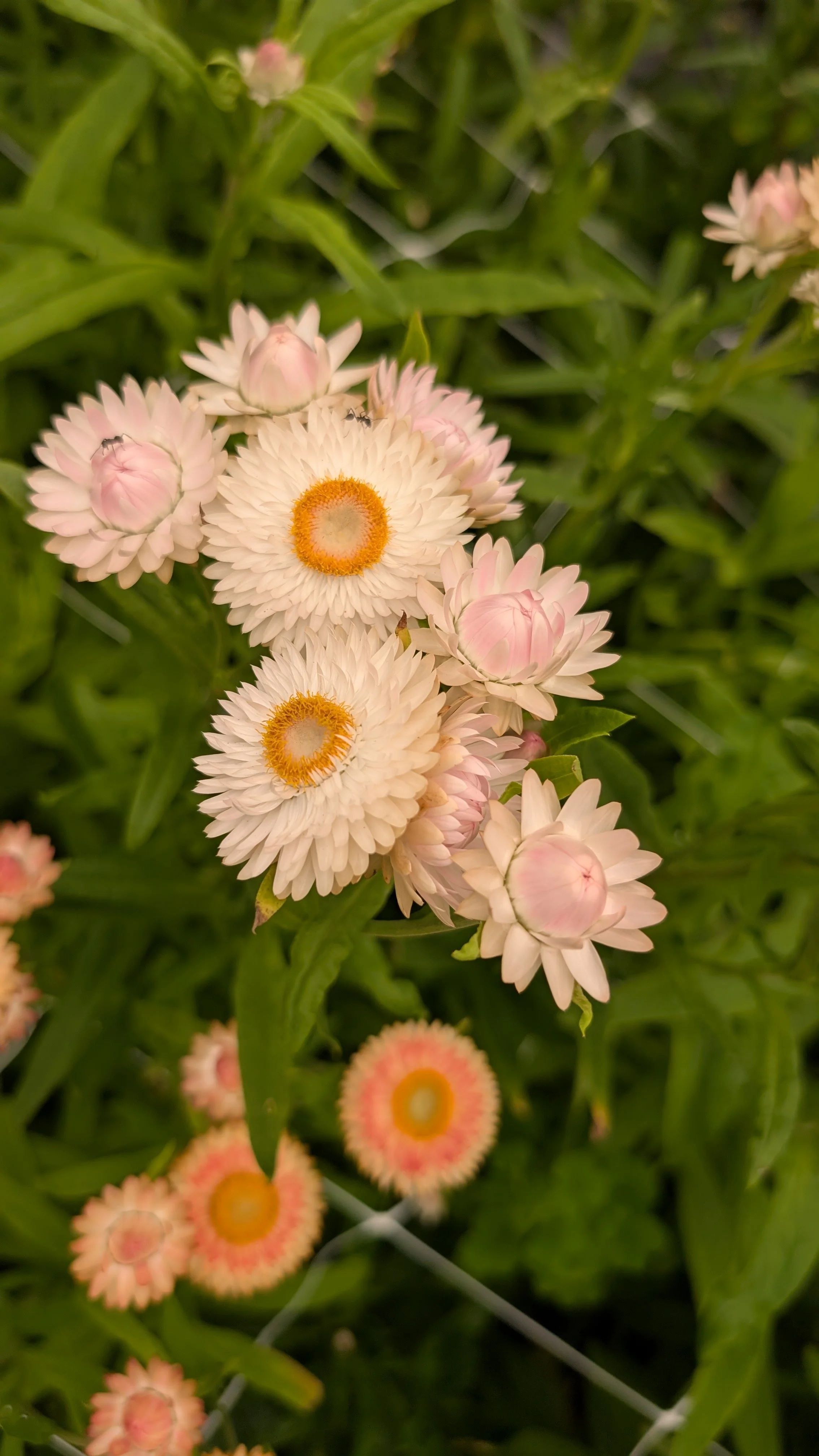 Strawflower - light pink, 20+ stems