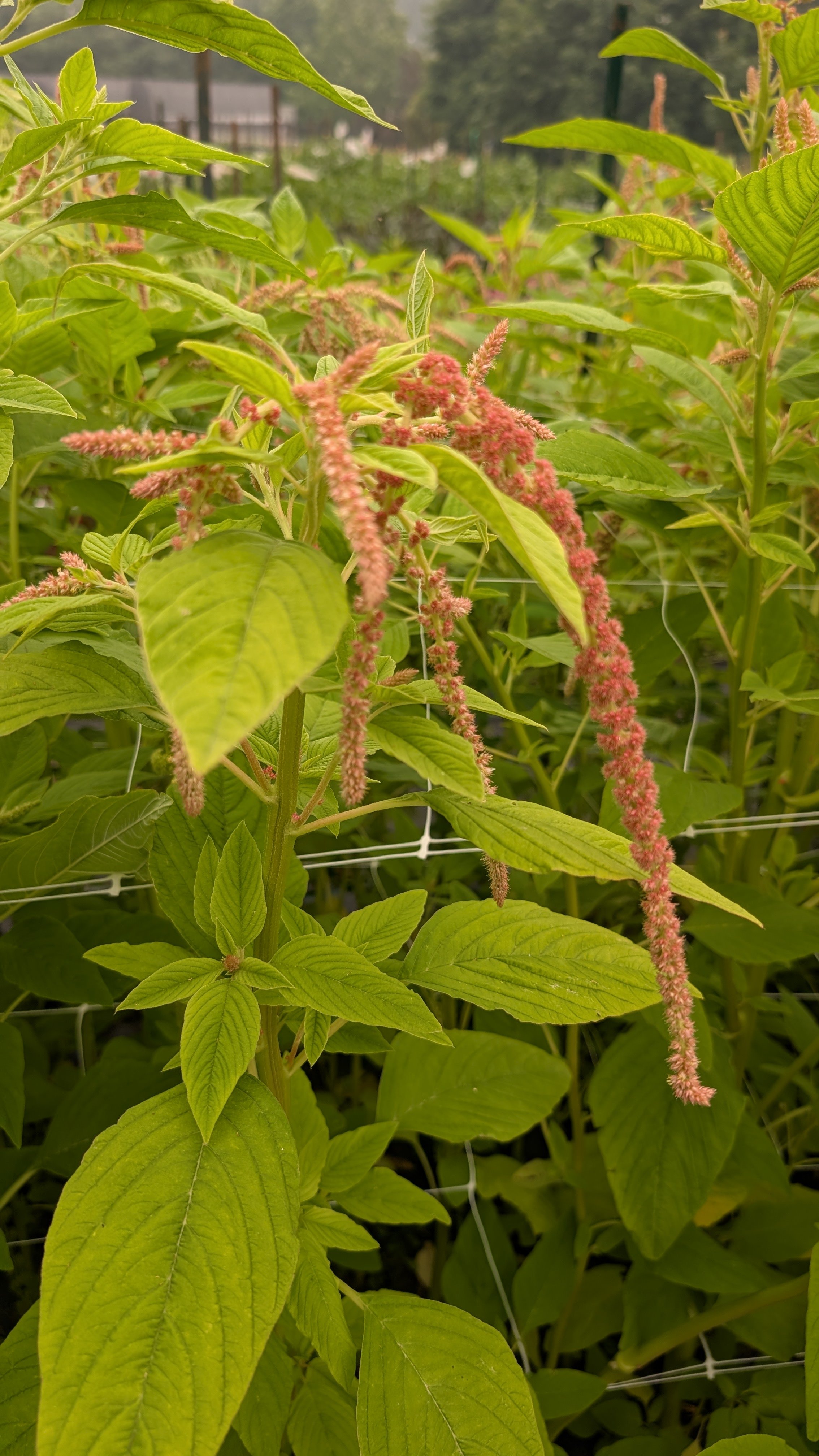 Amaranthus - hanging coral, 50 stems