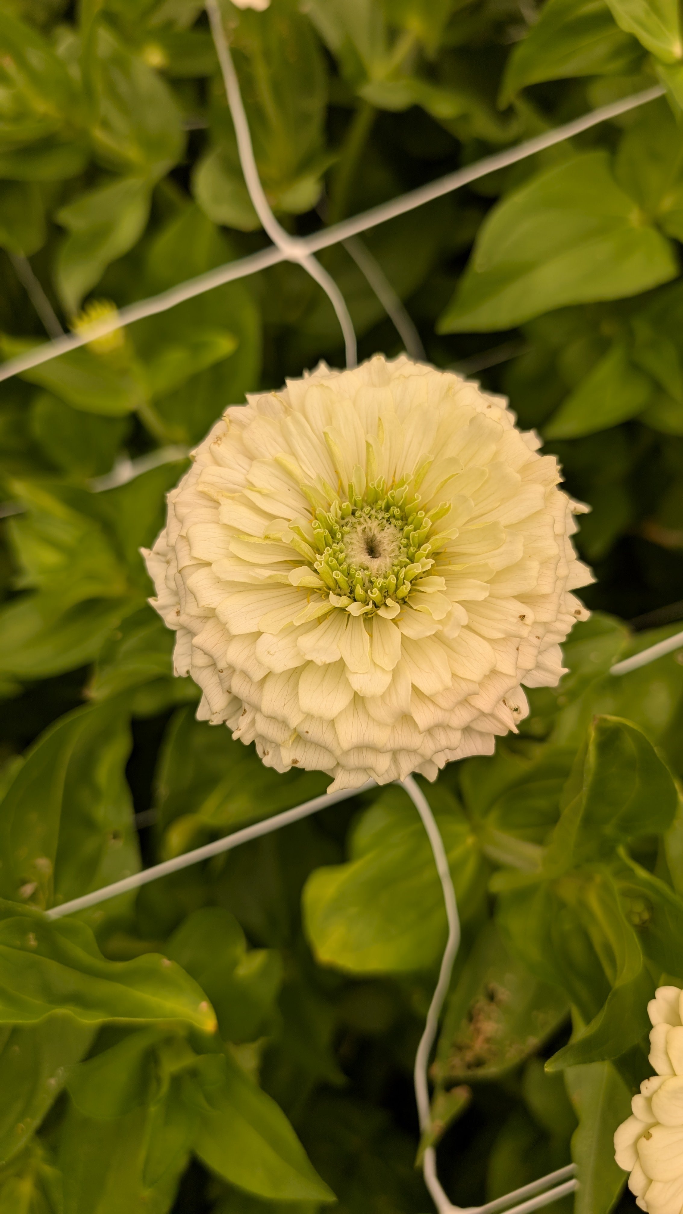 Zinnias -  White, 10 stems