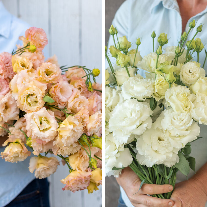 128 Lisianthus Plugs - Option 7