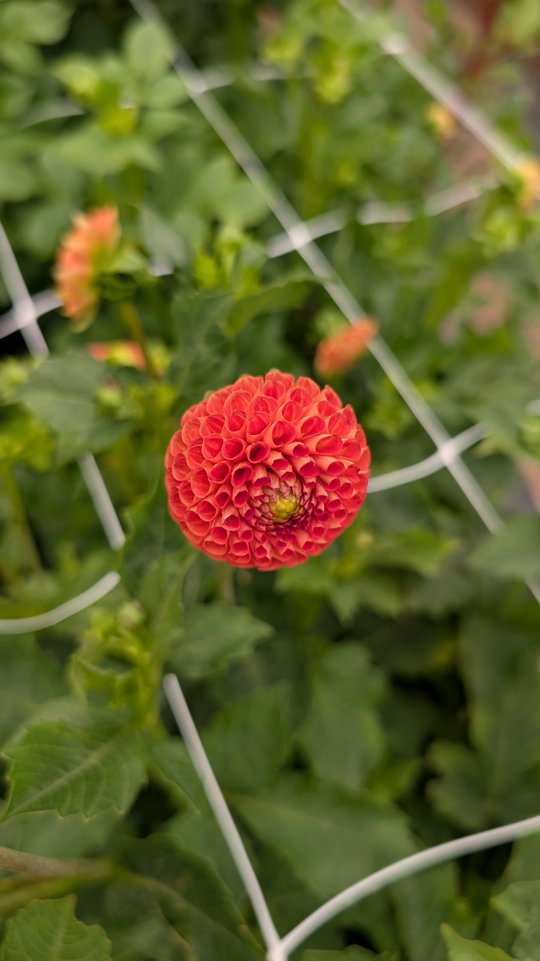Zinnias - Banting, 10 stems