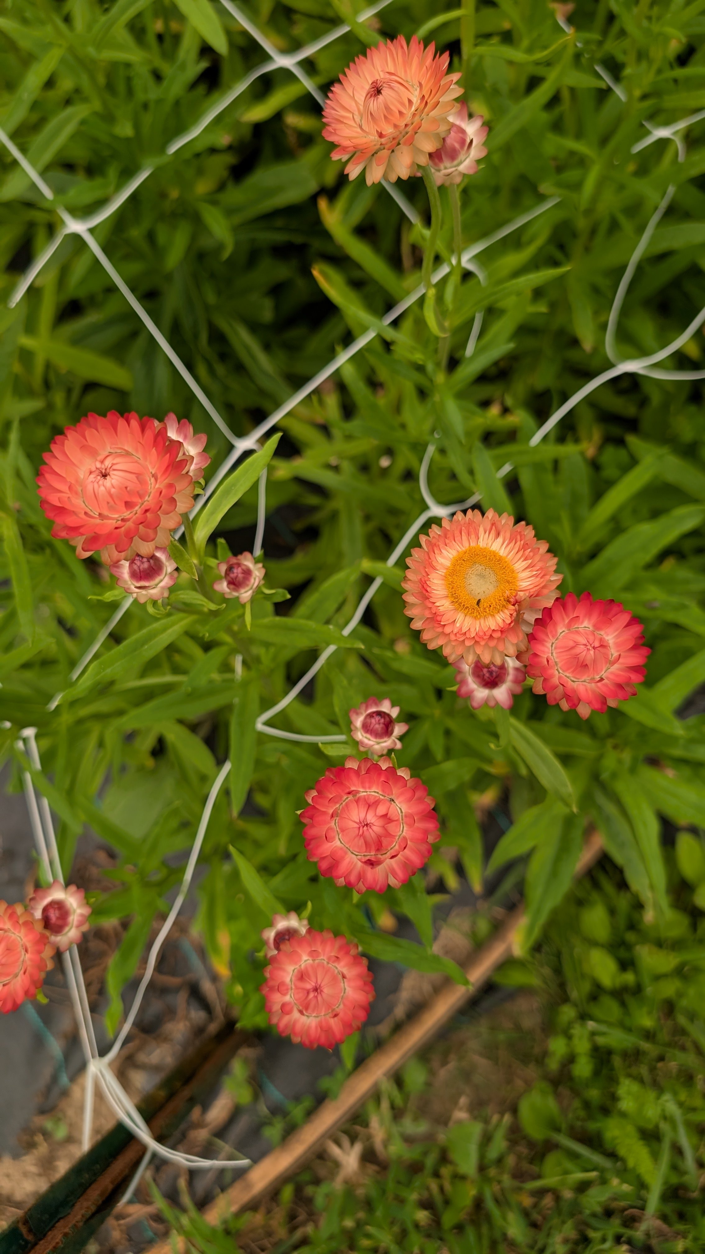 Strawflower - apricot/peach, 40+ stems