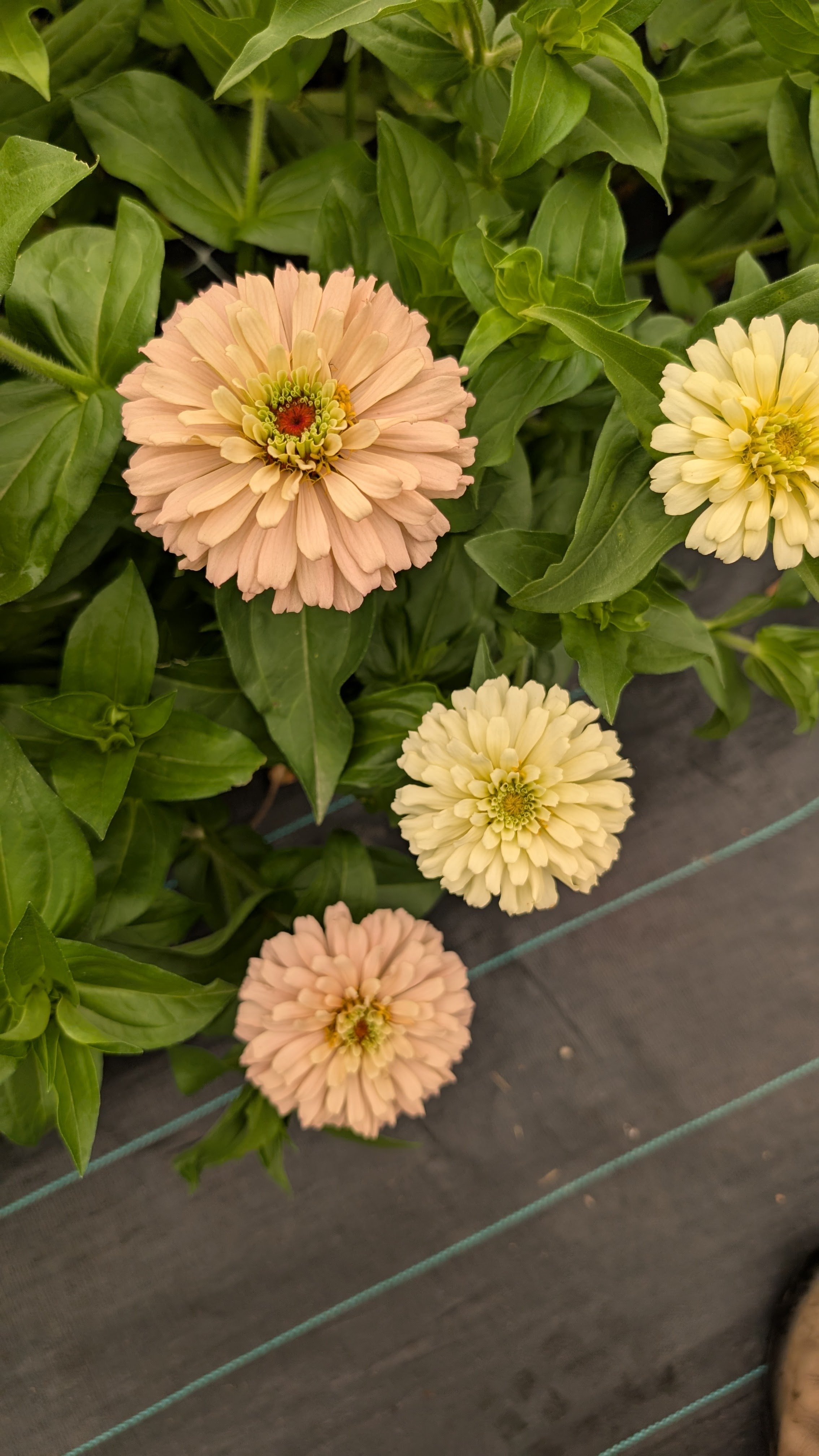 Zinnias - Linen, 30 stems