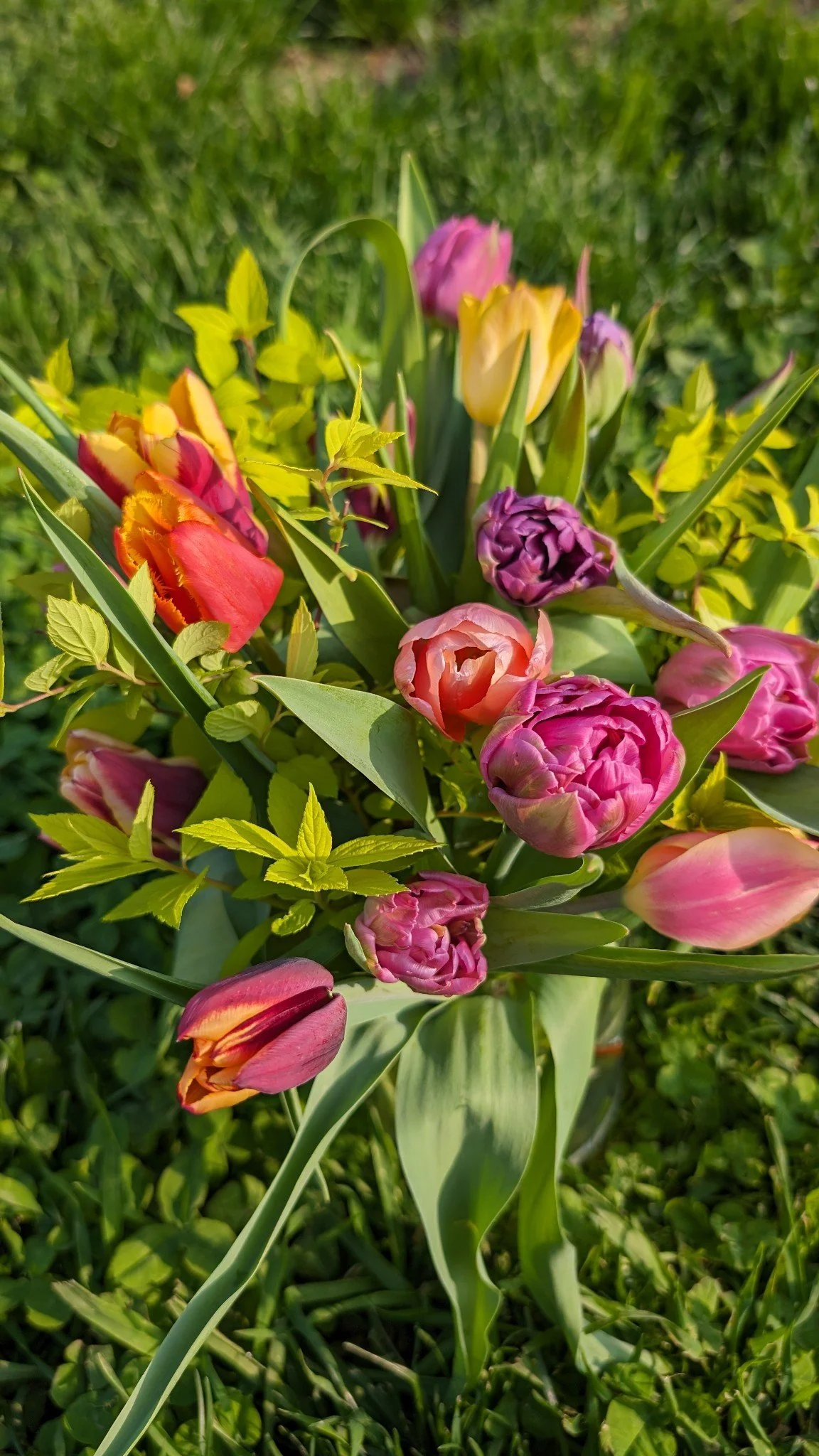 Spring - 4 week tulip subscription (April & May 2026)