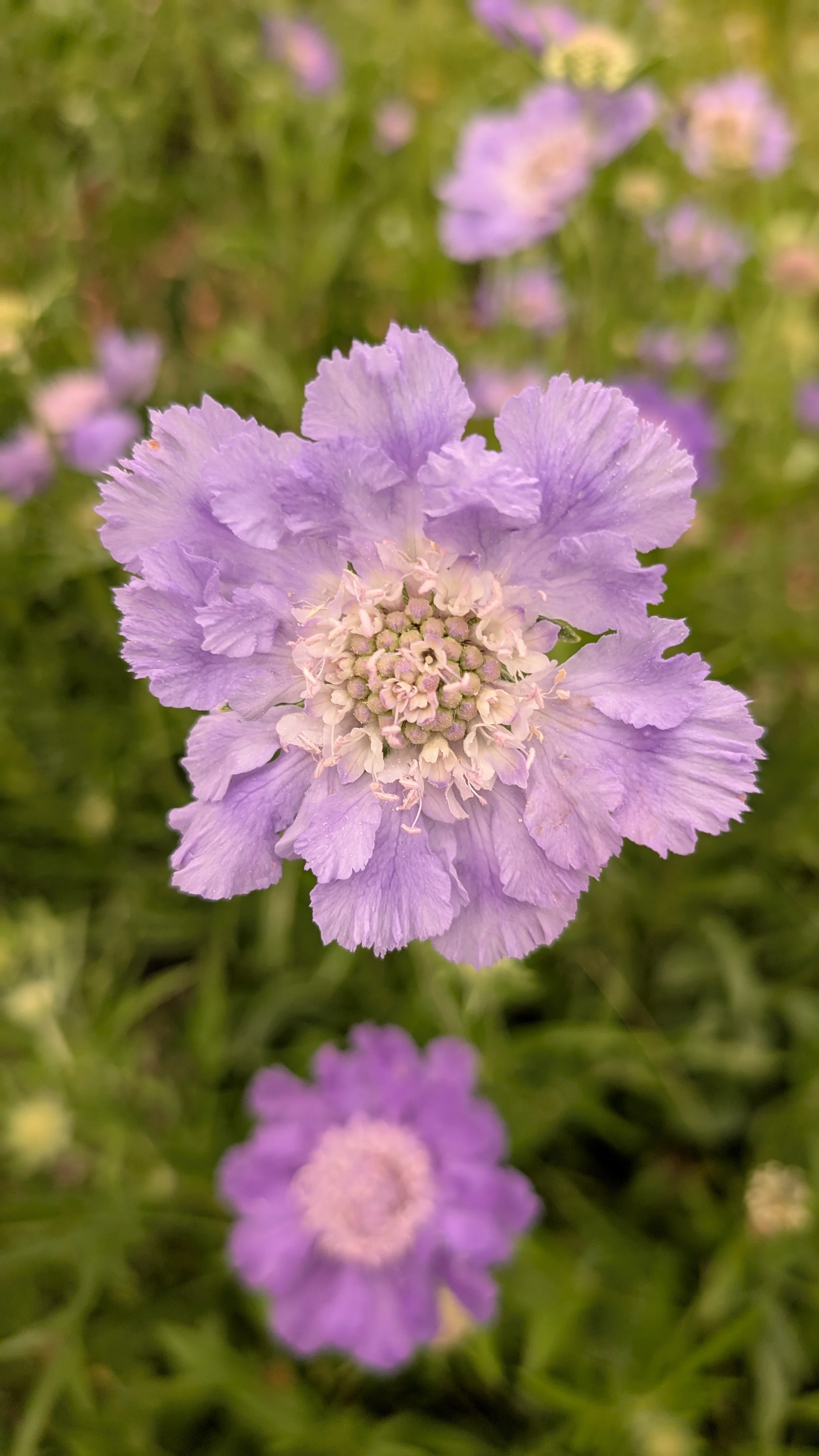 Scabiosia - lavender, 30 stems