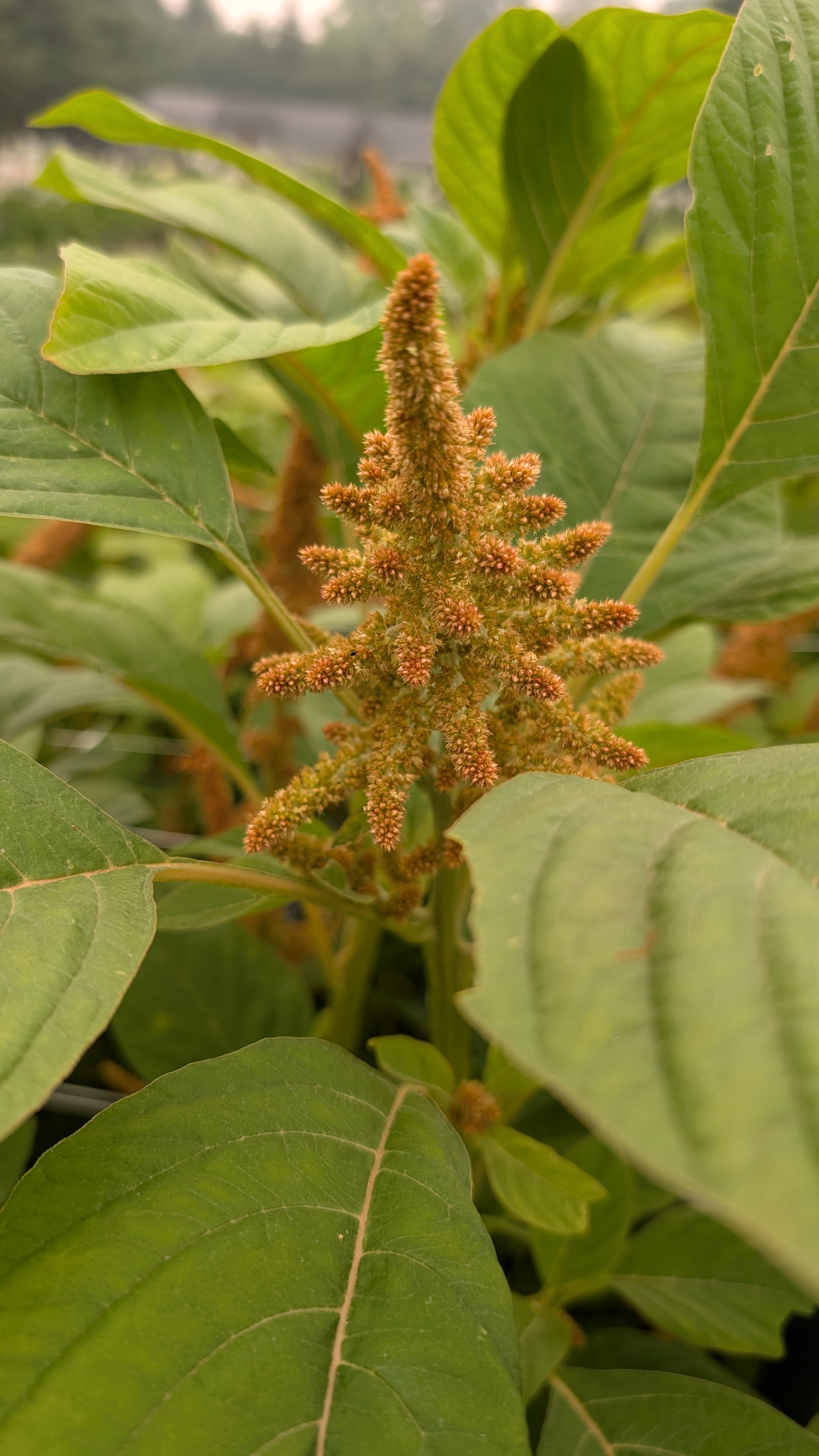 Amaranthus - Hot Biscuit, 50 stems