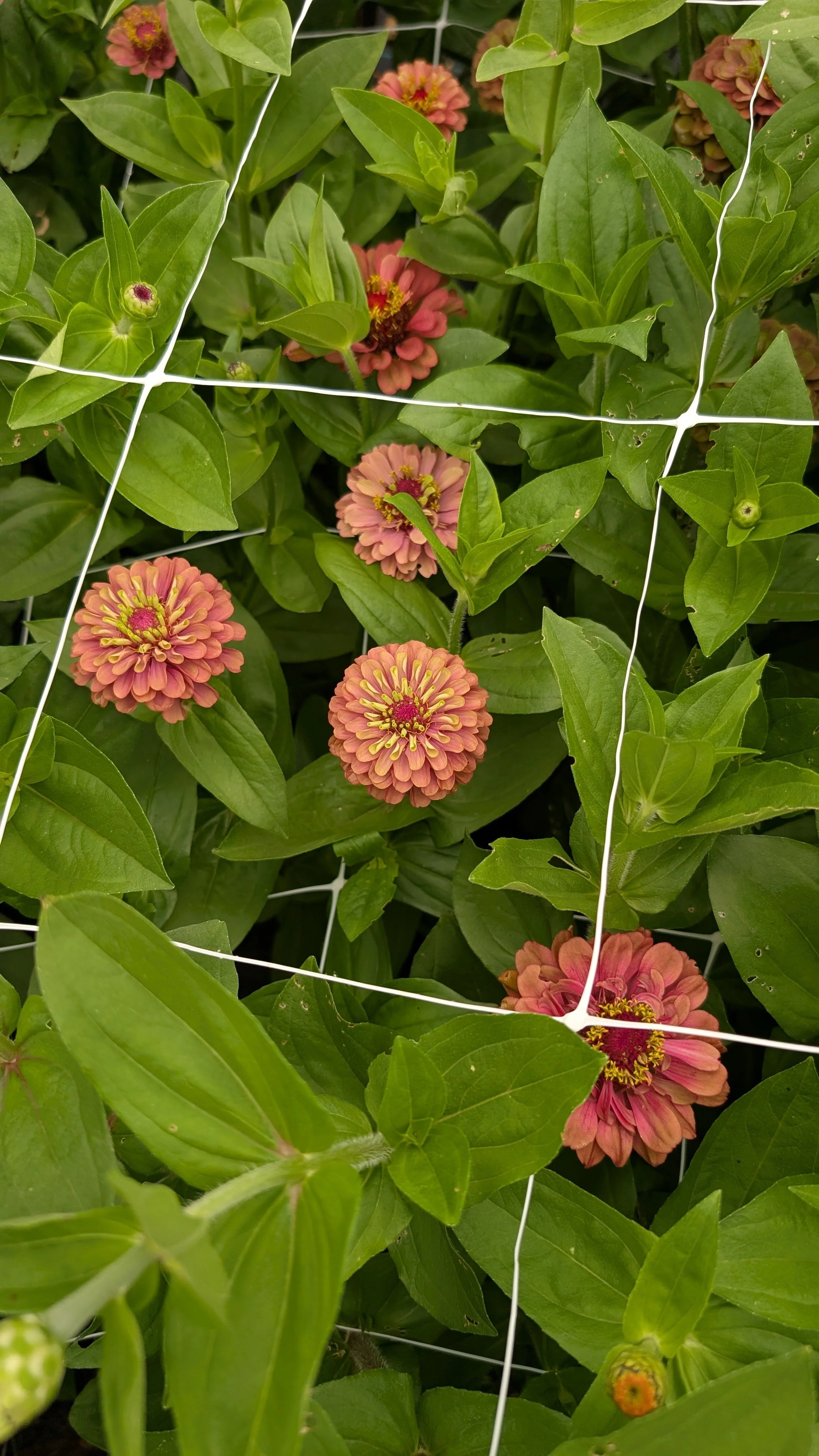 Zinnias - Queeny lime red, 10 stems