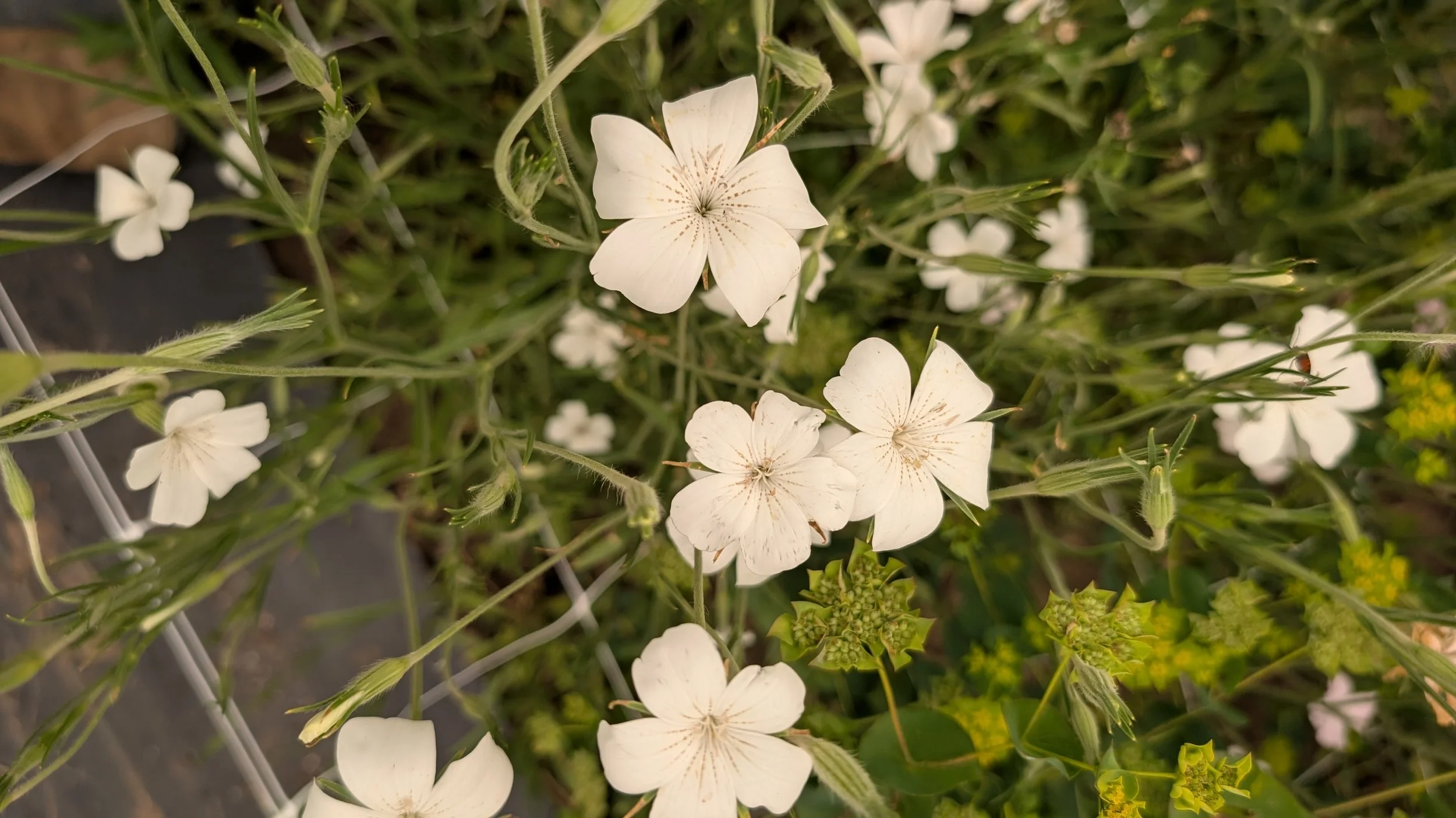 Agrostema - white, 20 stems