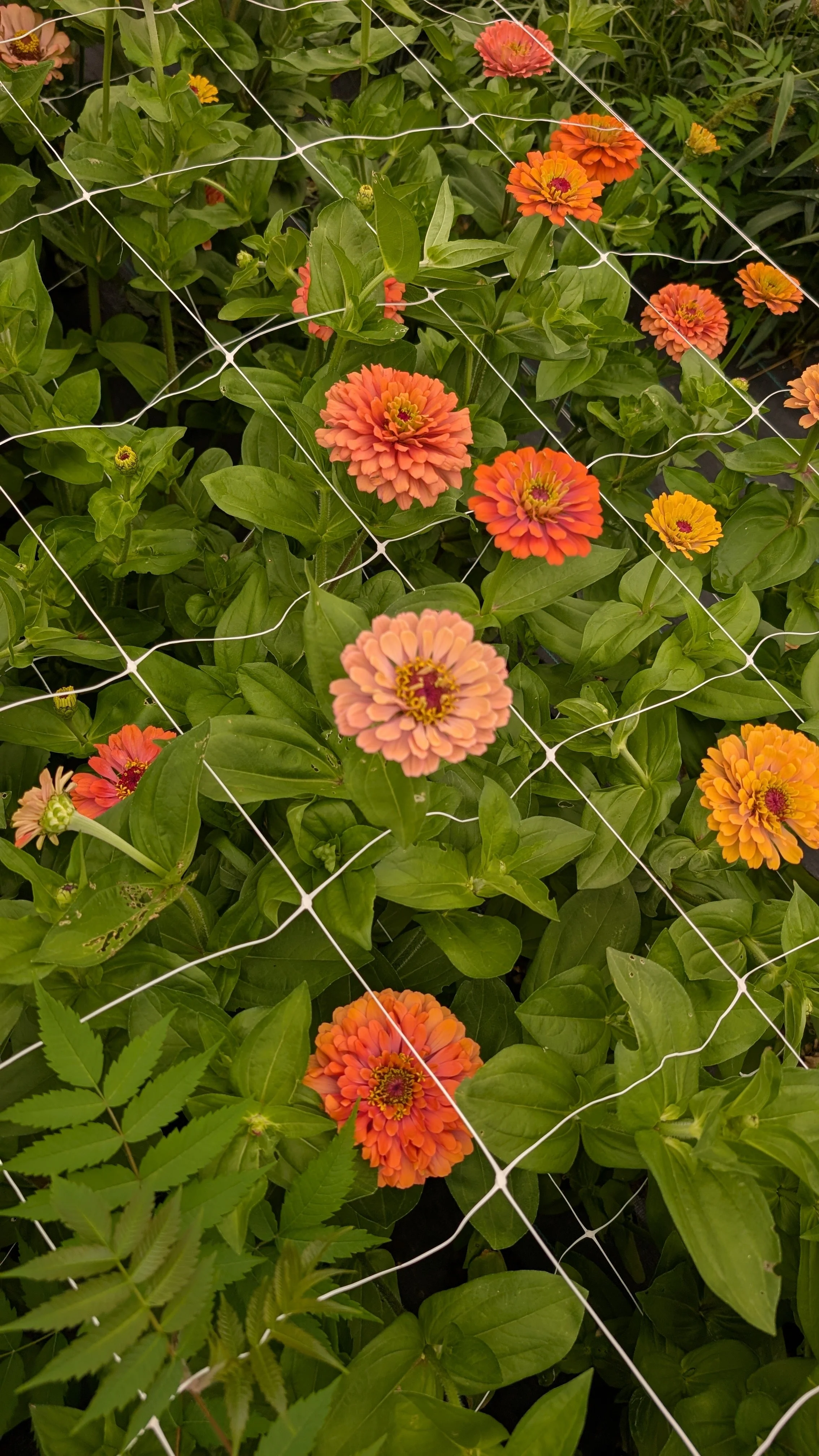 Zinnias -  Aurora, 30 stems