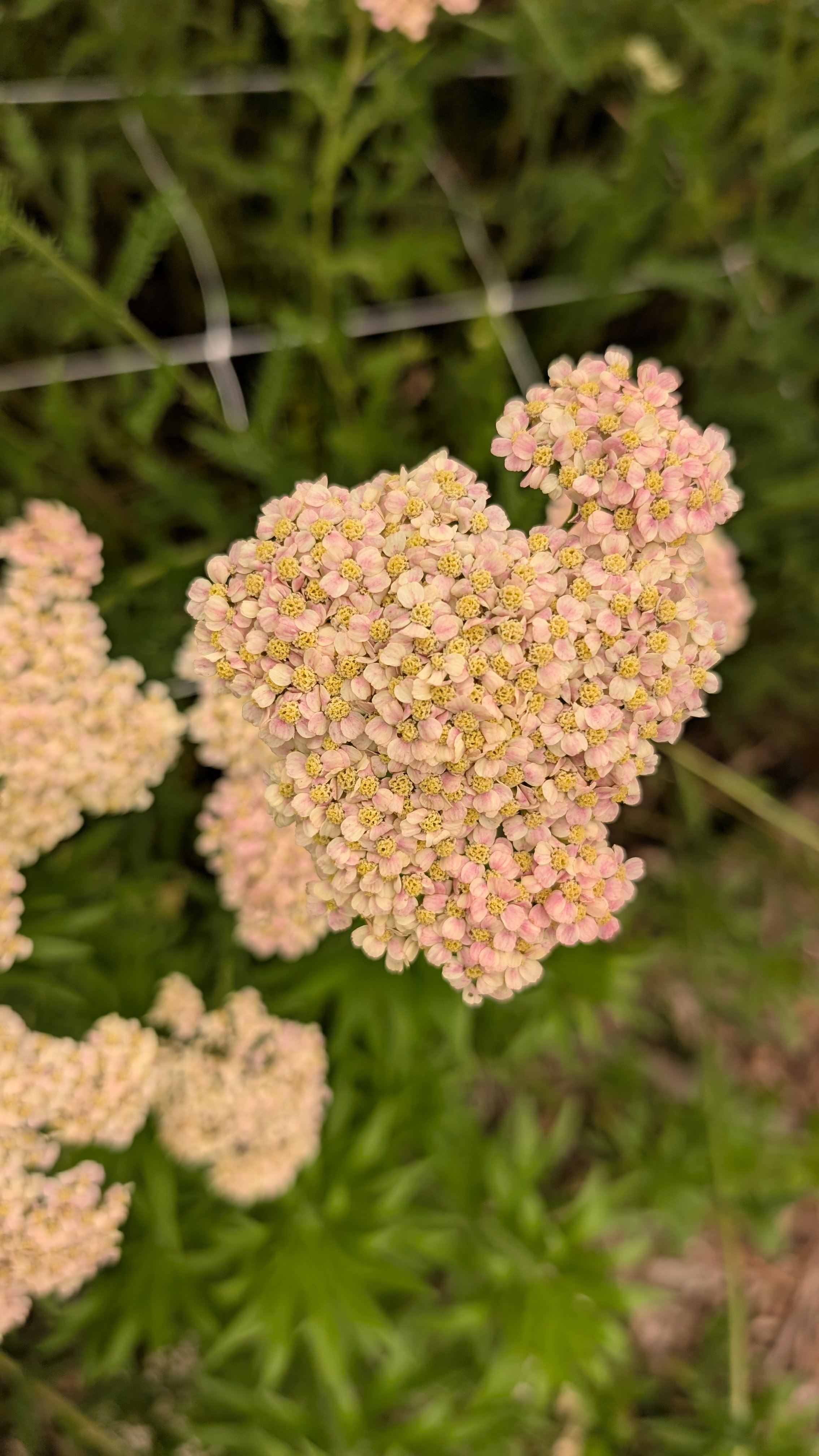 Yarrow - peach, 20 stems