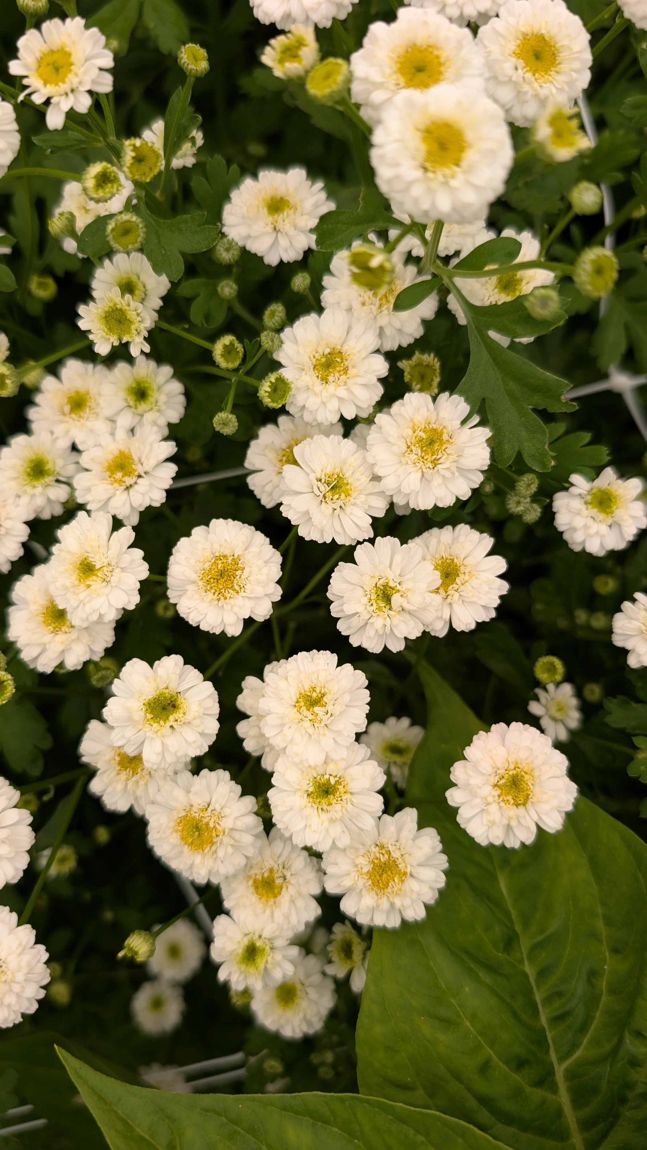 FeverFew- Tetra, 30+ stems