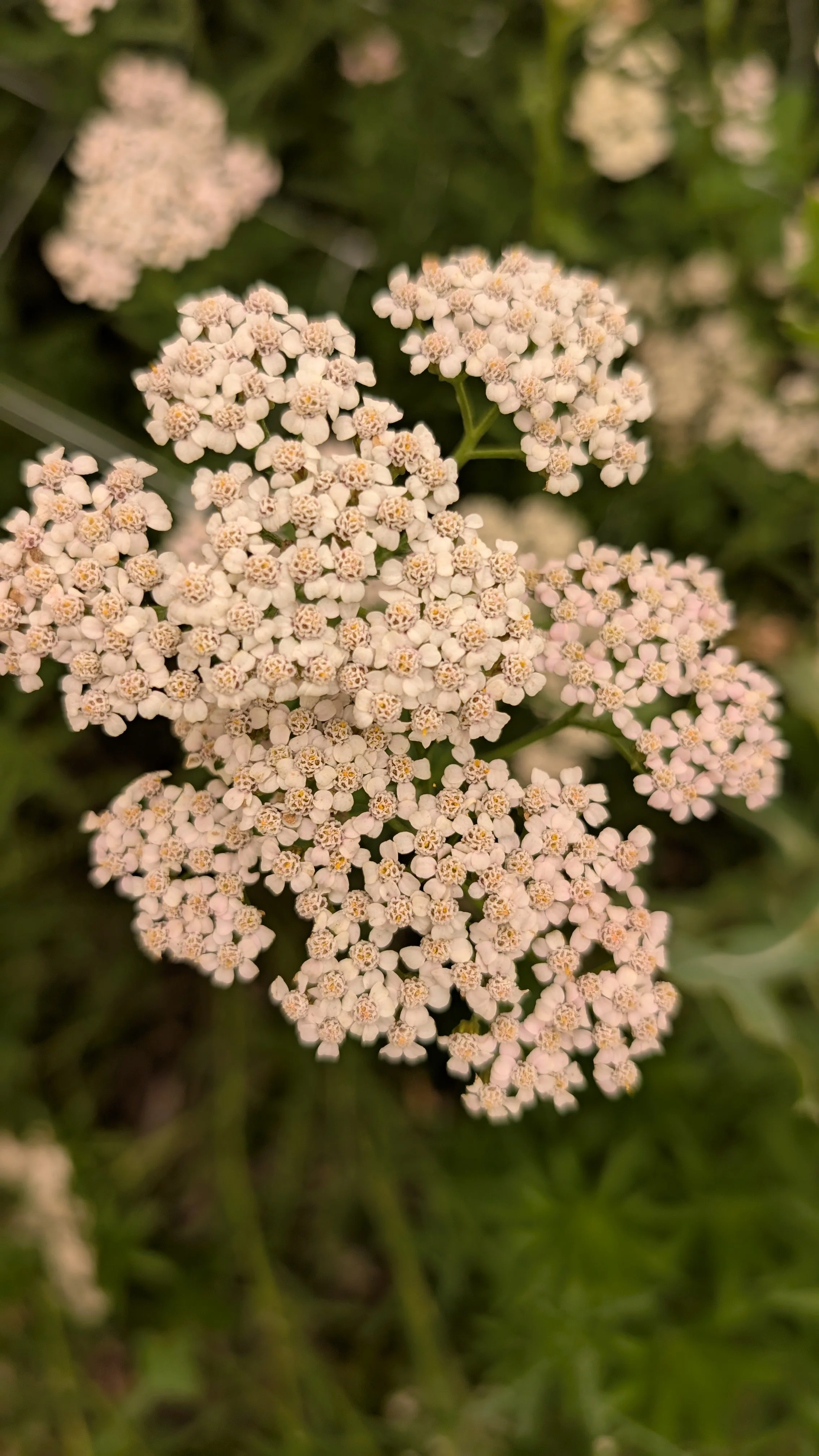 Yarrow - light pink/white, 20 stems