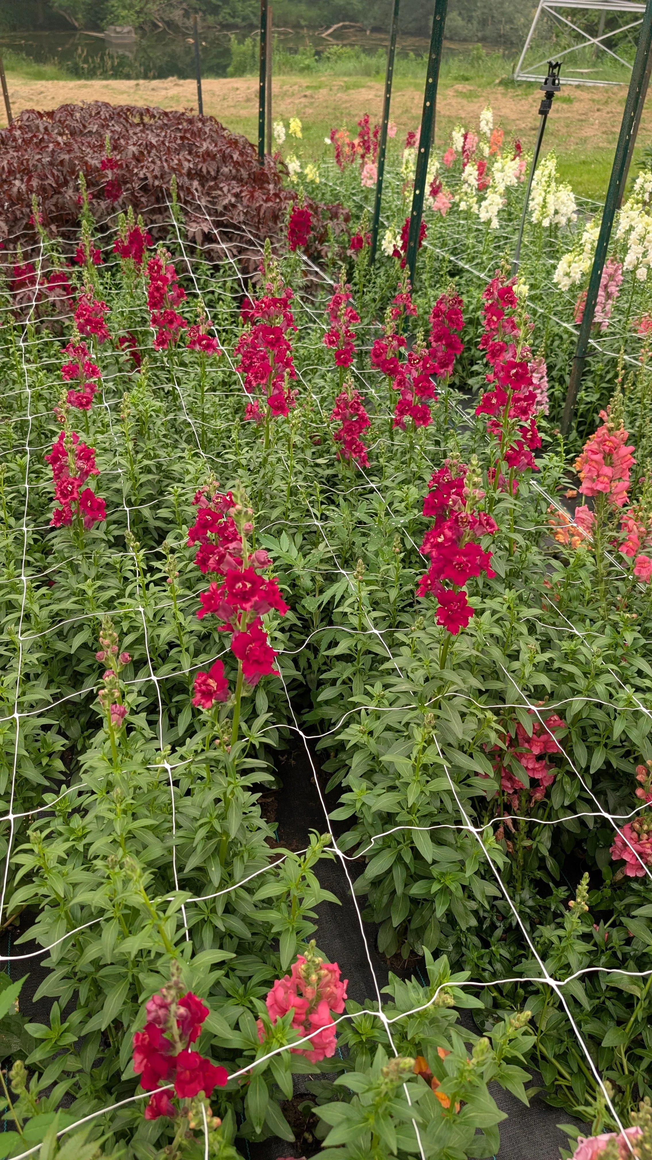 Snapdragons - red, white, orange, pink, blush, pastel yellow. Quantity available = many.