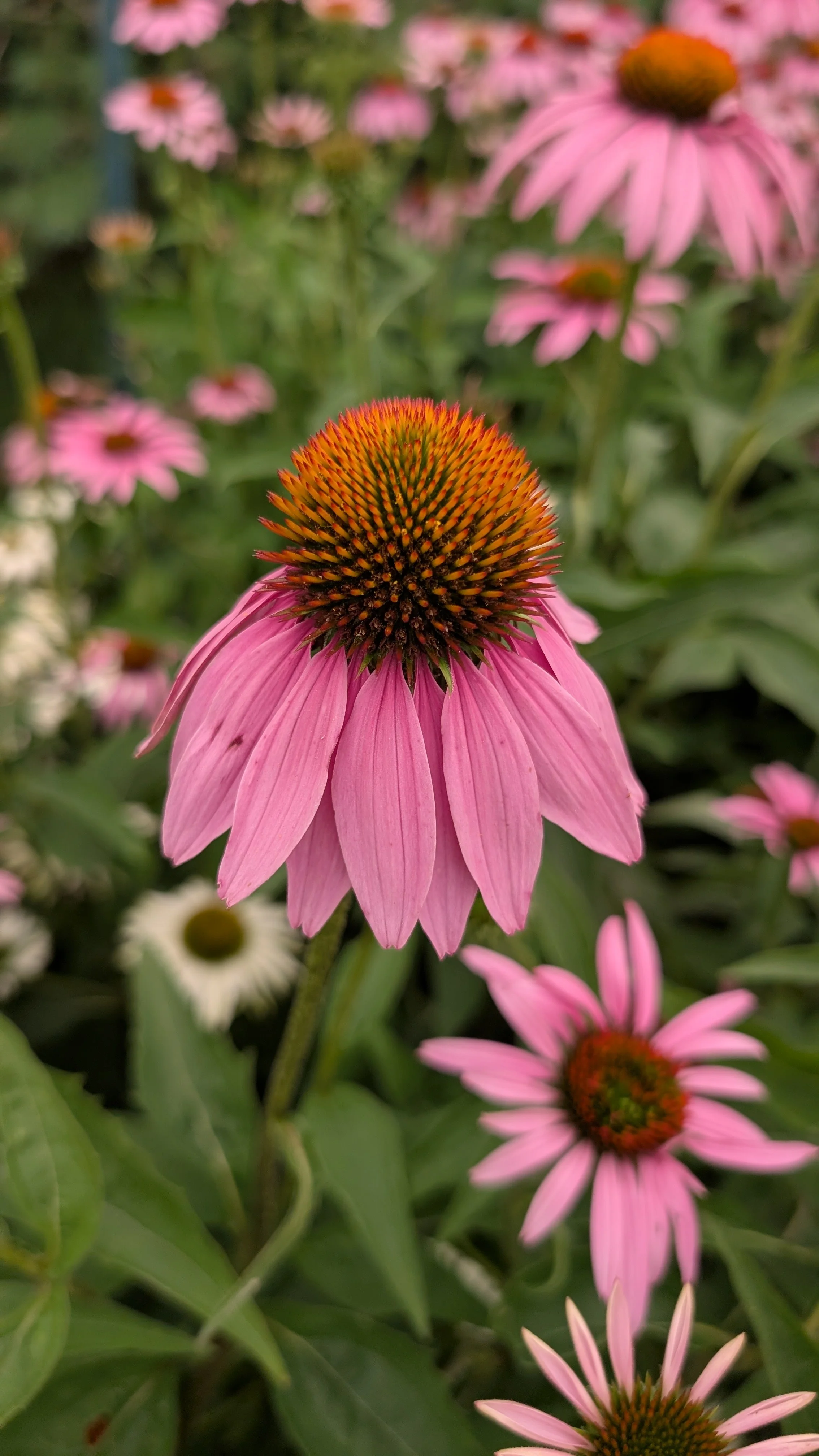 Echinacea - Pink/Purple, 50 stems