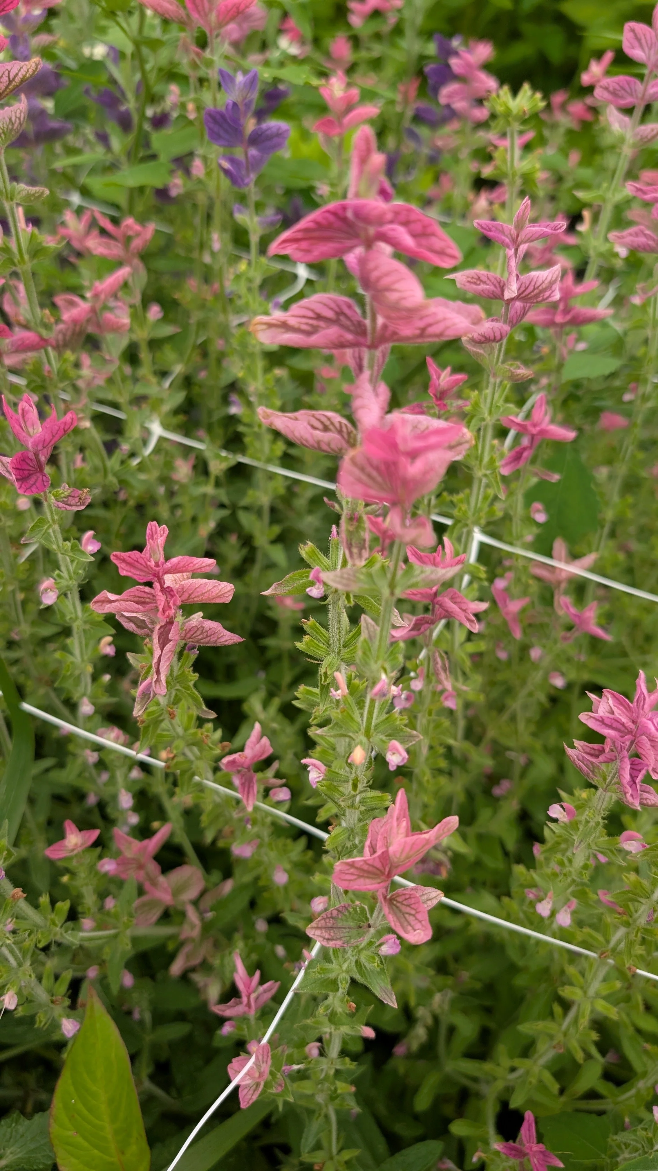 Clary Sage - light pink, 30+ stems