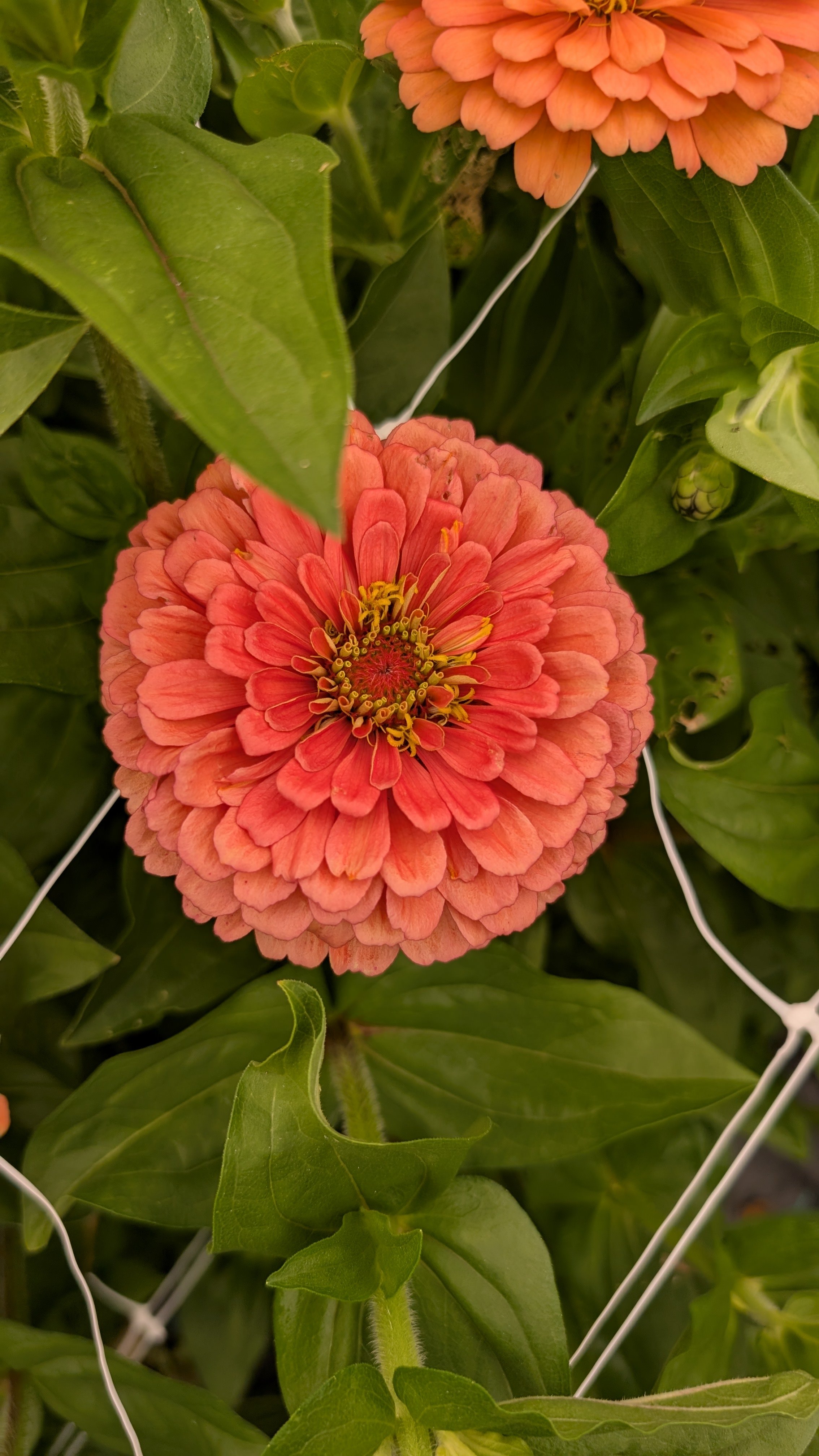 Zinnias - Salmon, 10 stems