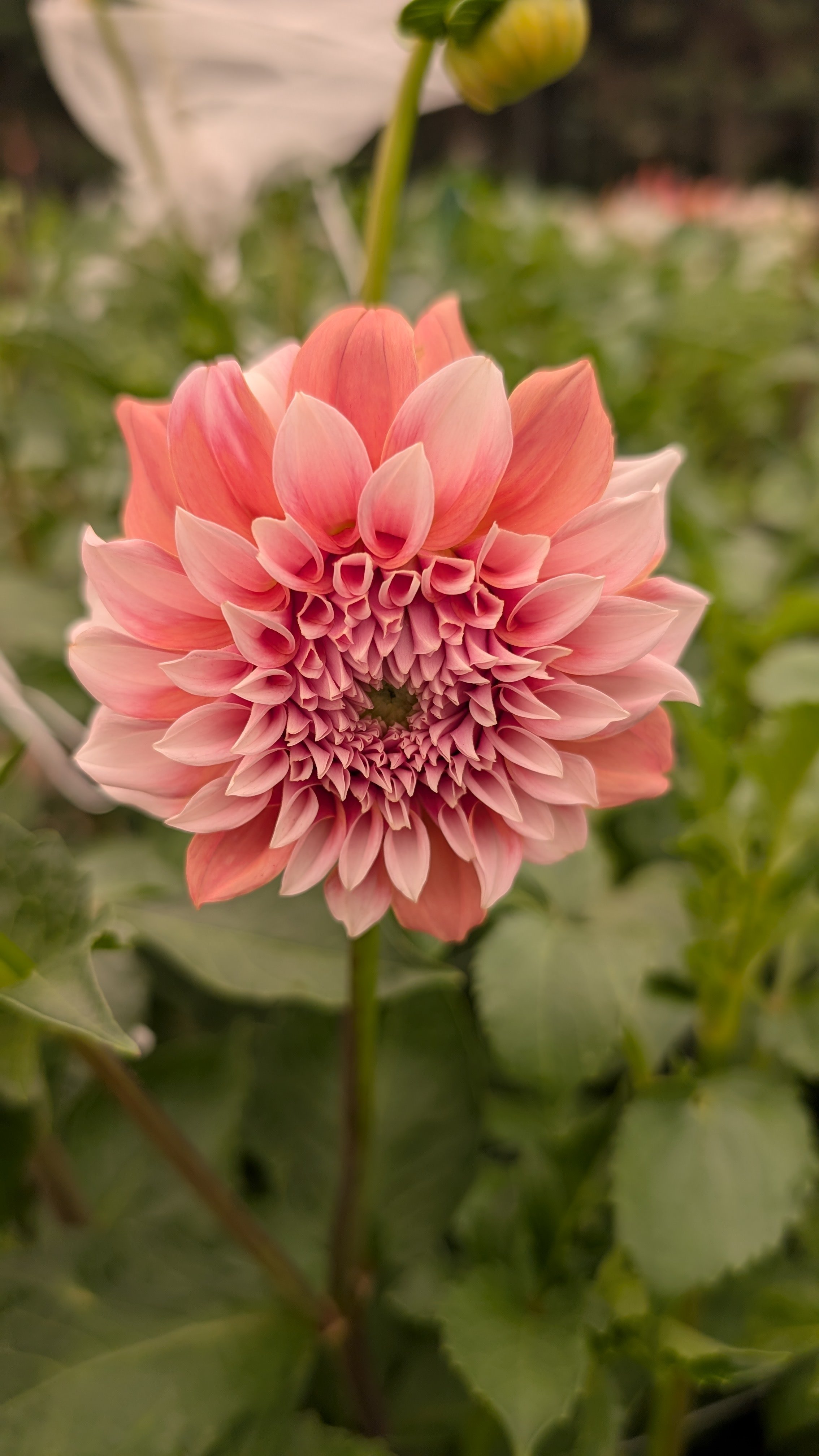 Dahlia - Peaches, 10 stems