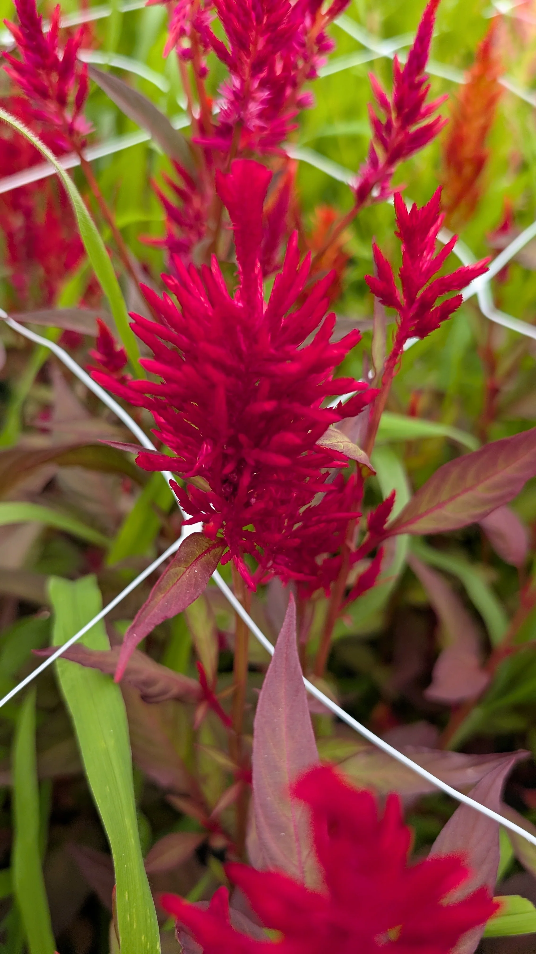 Celoscia - hot pink, 20 stems
