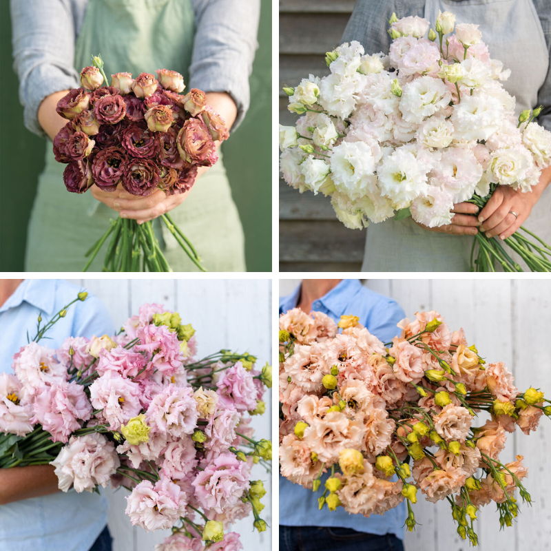 128 Lisianthus Plugs - Option 3