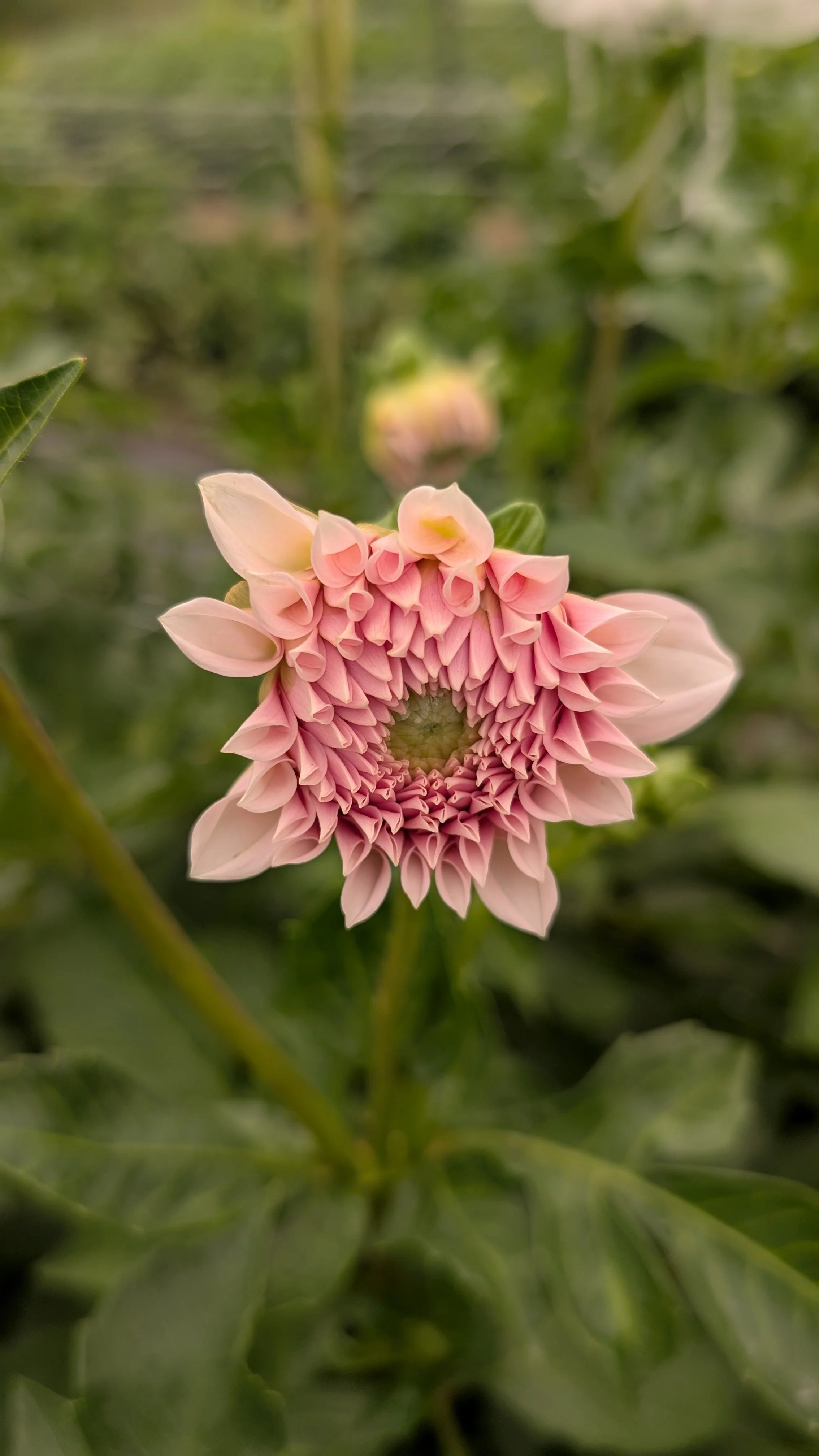 Dahlia -Peaches, 10 stems