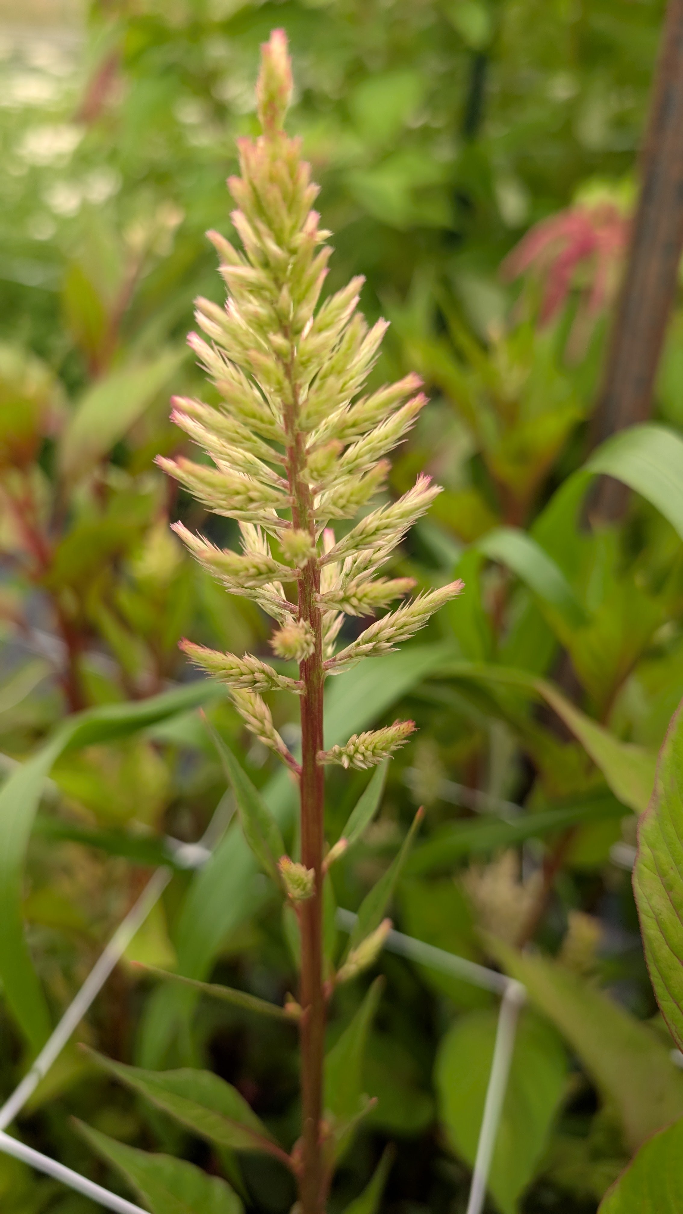 Celosia - white, with pink tips - 30 stems