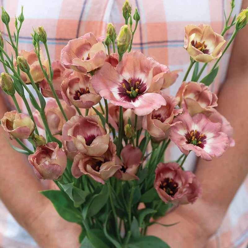 128 Lisianthus Plugs - Random