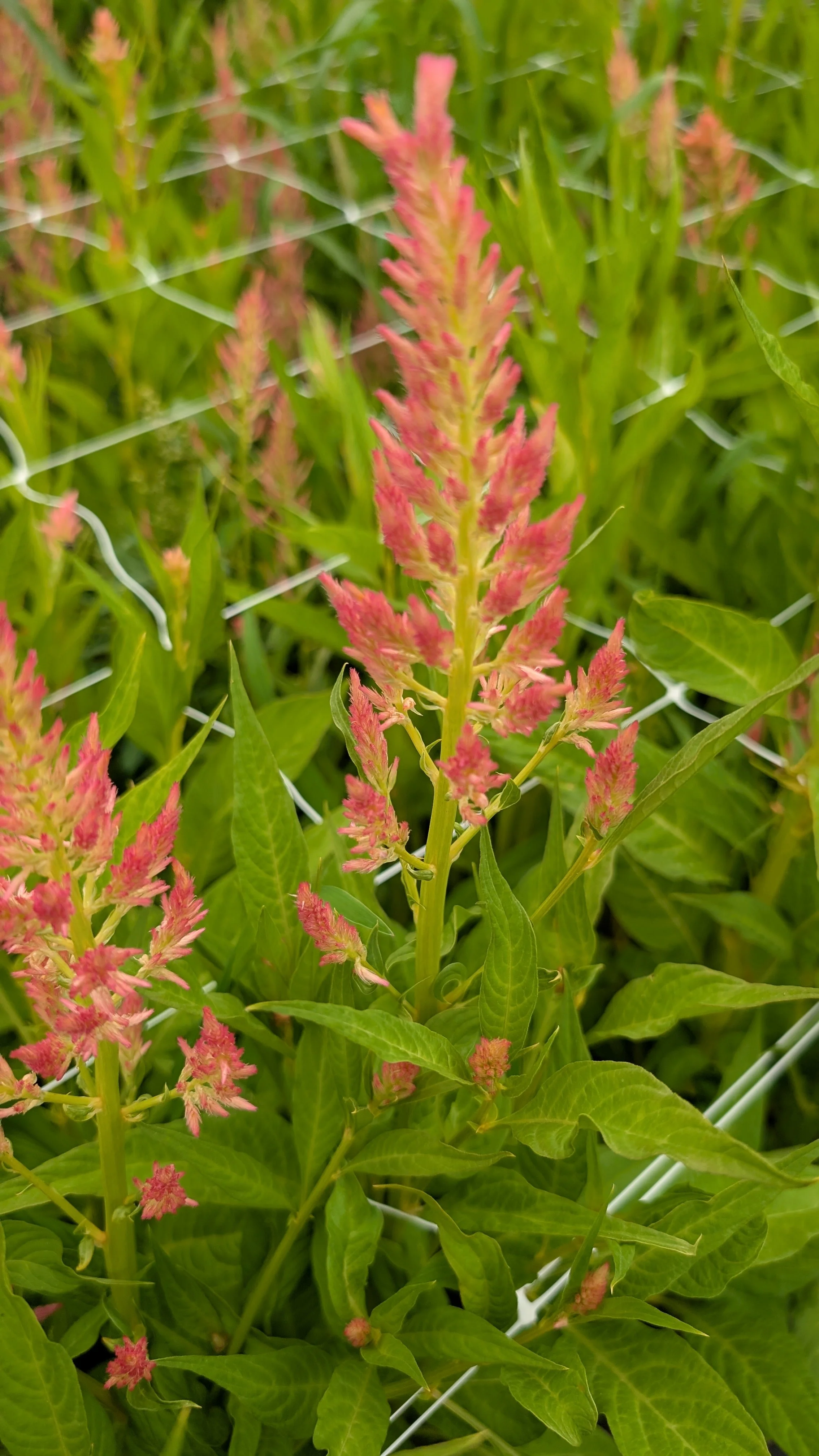 Celosia - light pink, 30 stems