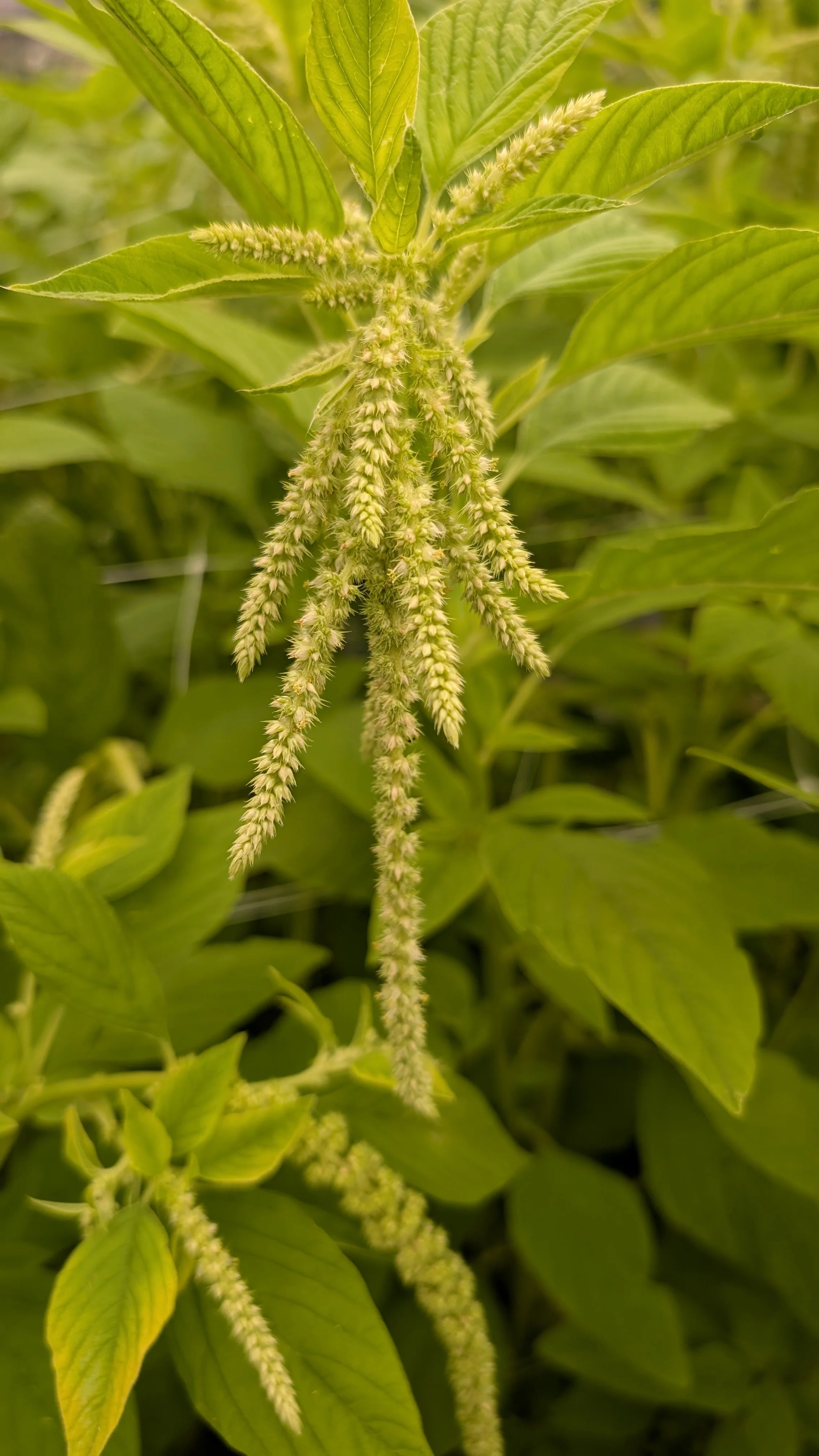 Amaranthus - hanging, green - 50 stems