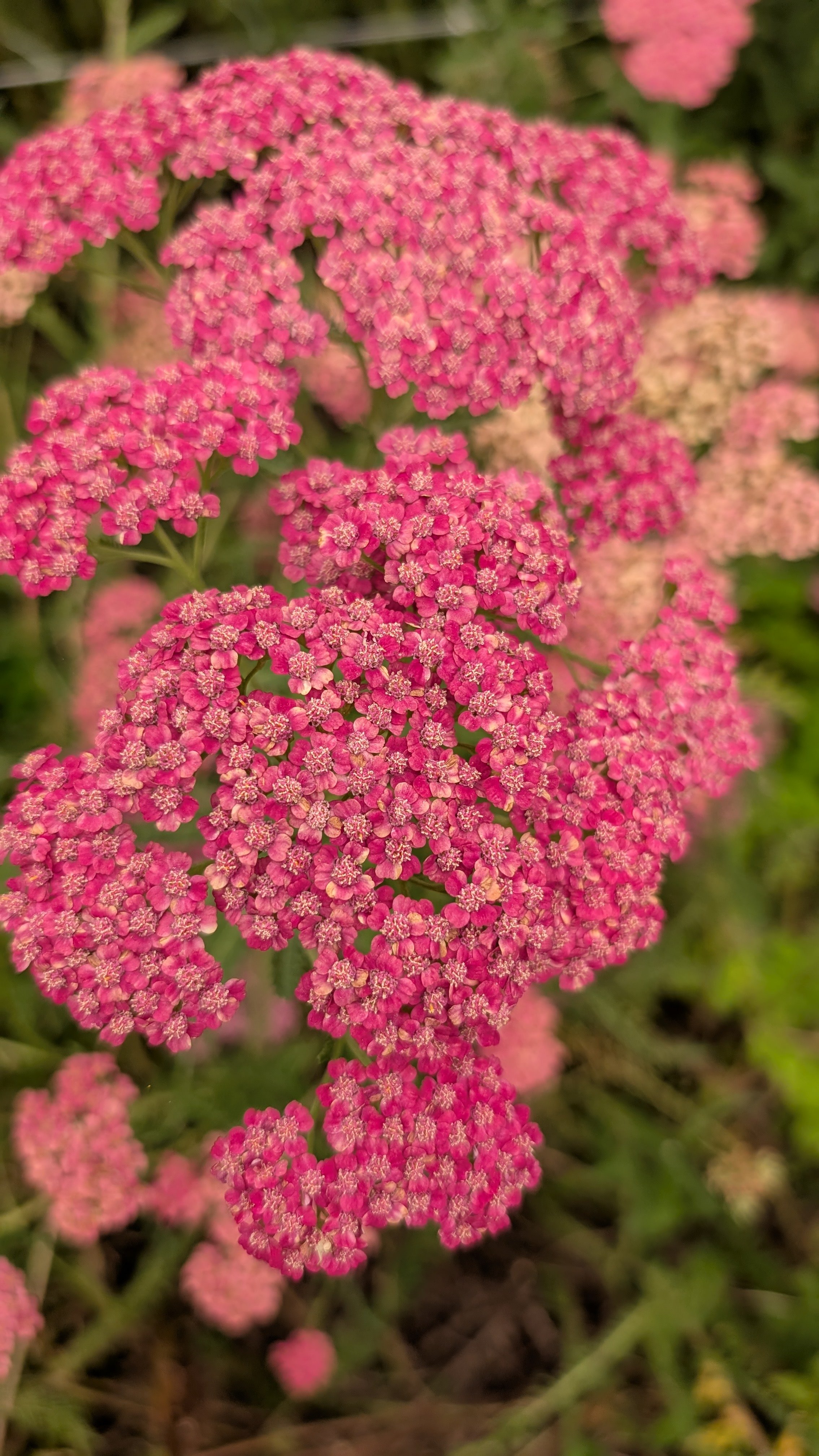 Yarrow - red/dark pink, 30 stems