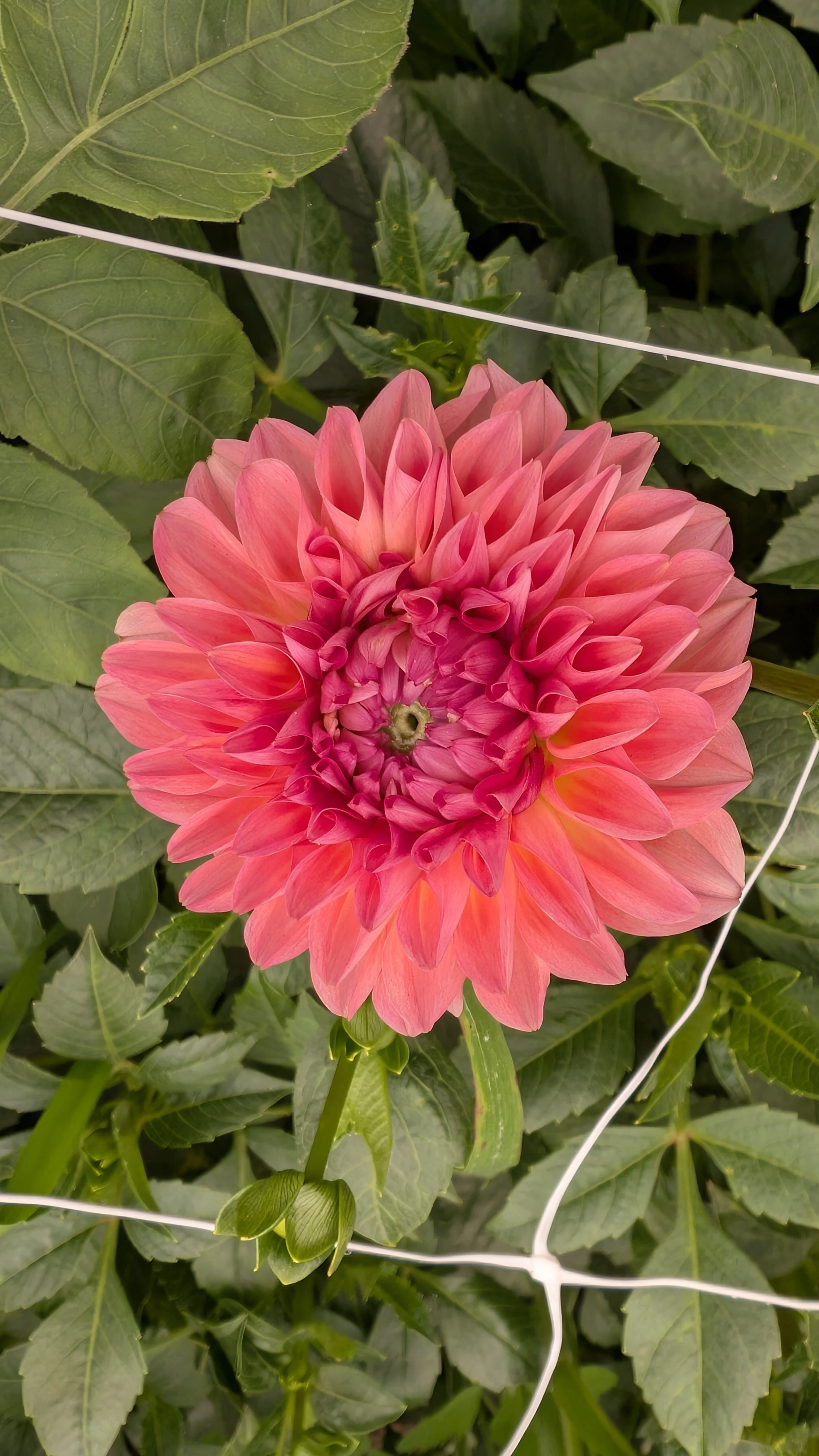 Dahlia - Pretty Please, 10 stems