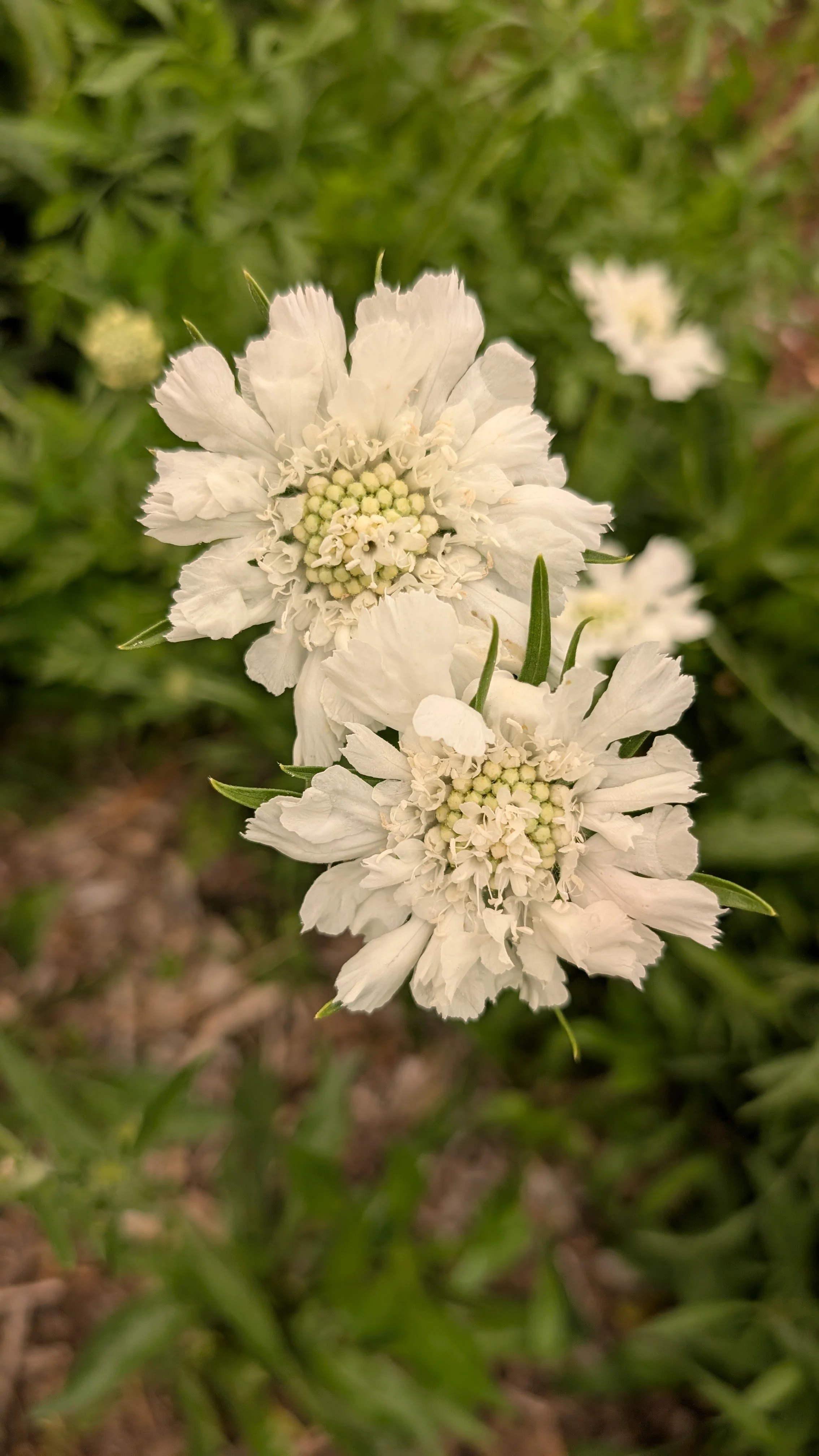 Scabiosa - white, 20 stems