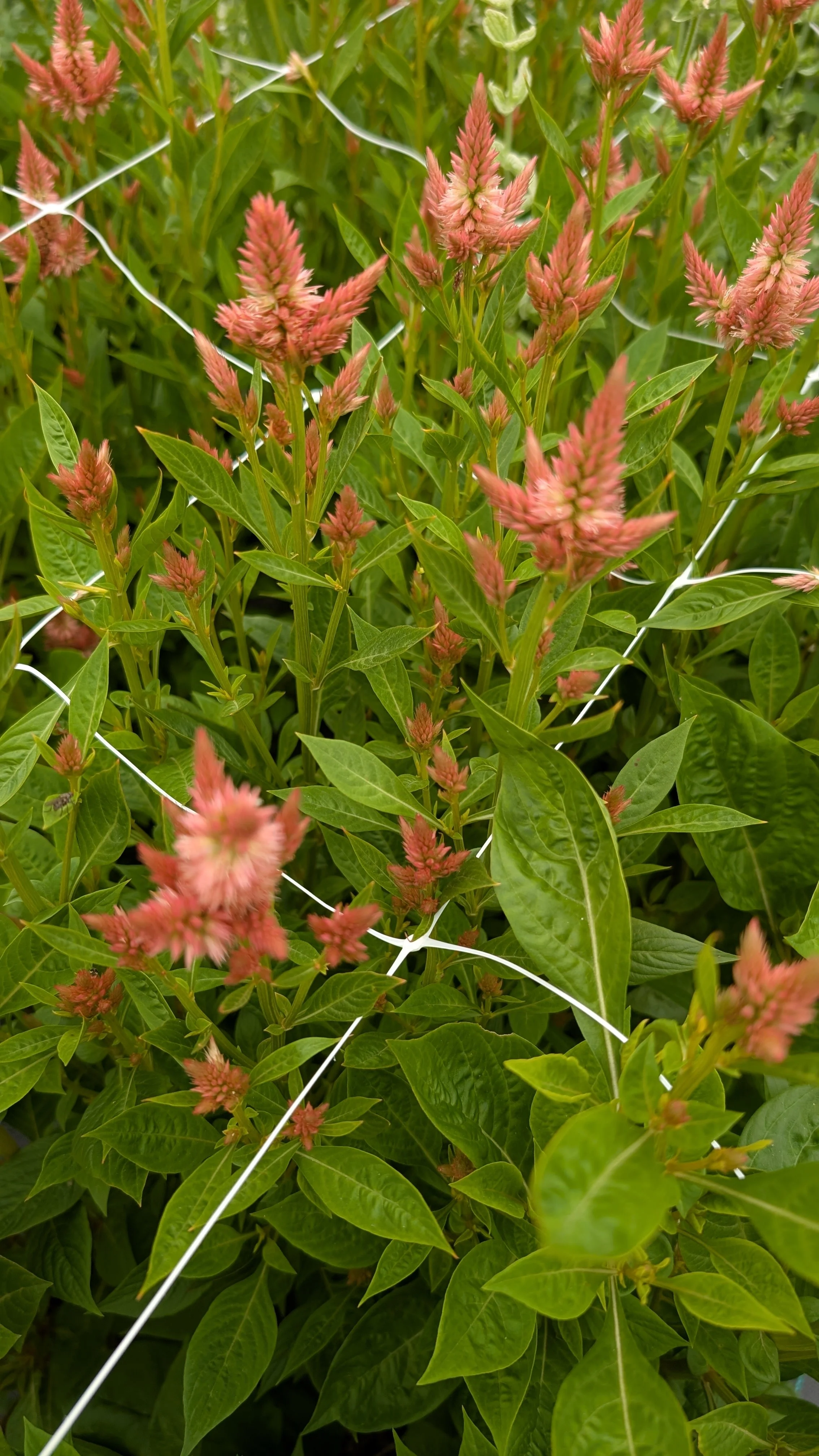 Celoscia - Salmon, 20+ stems