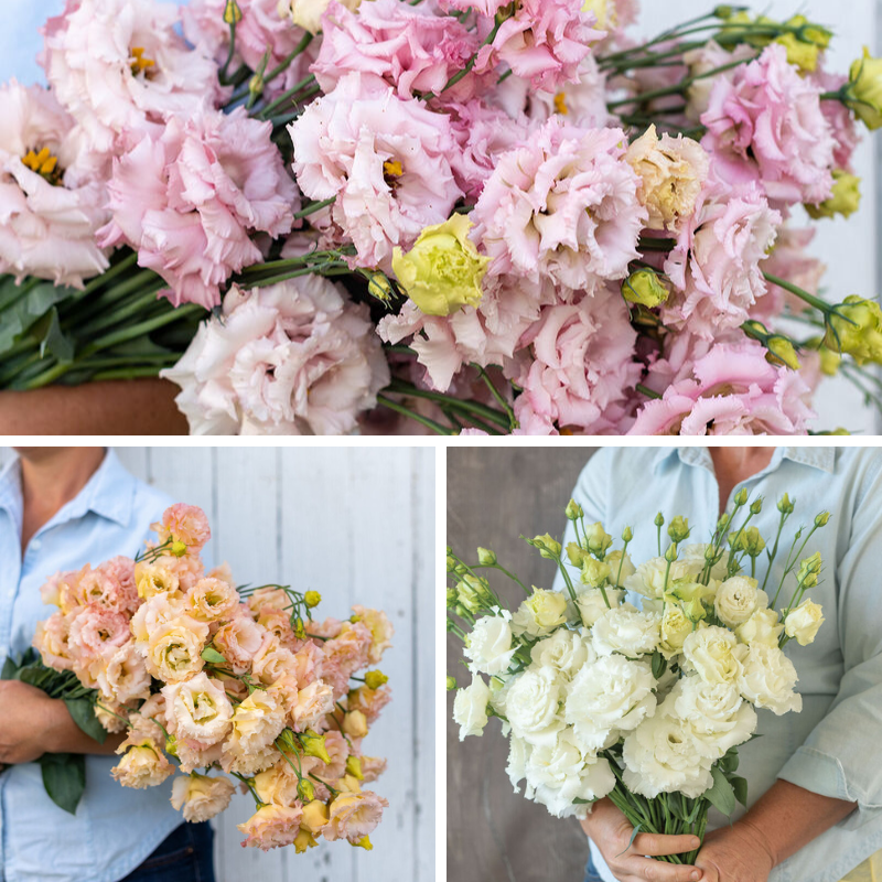 128 Lisianthus Plugs - Option 8