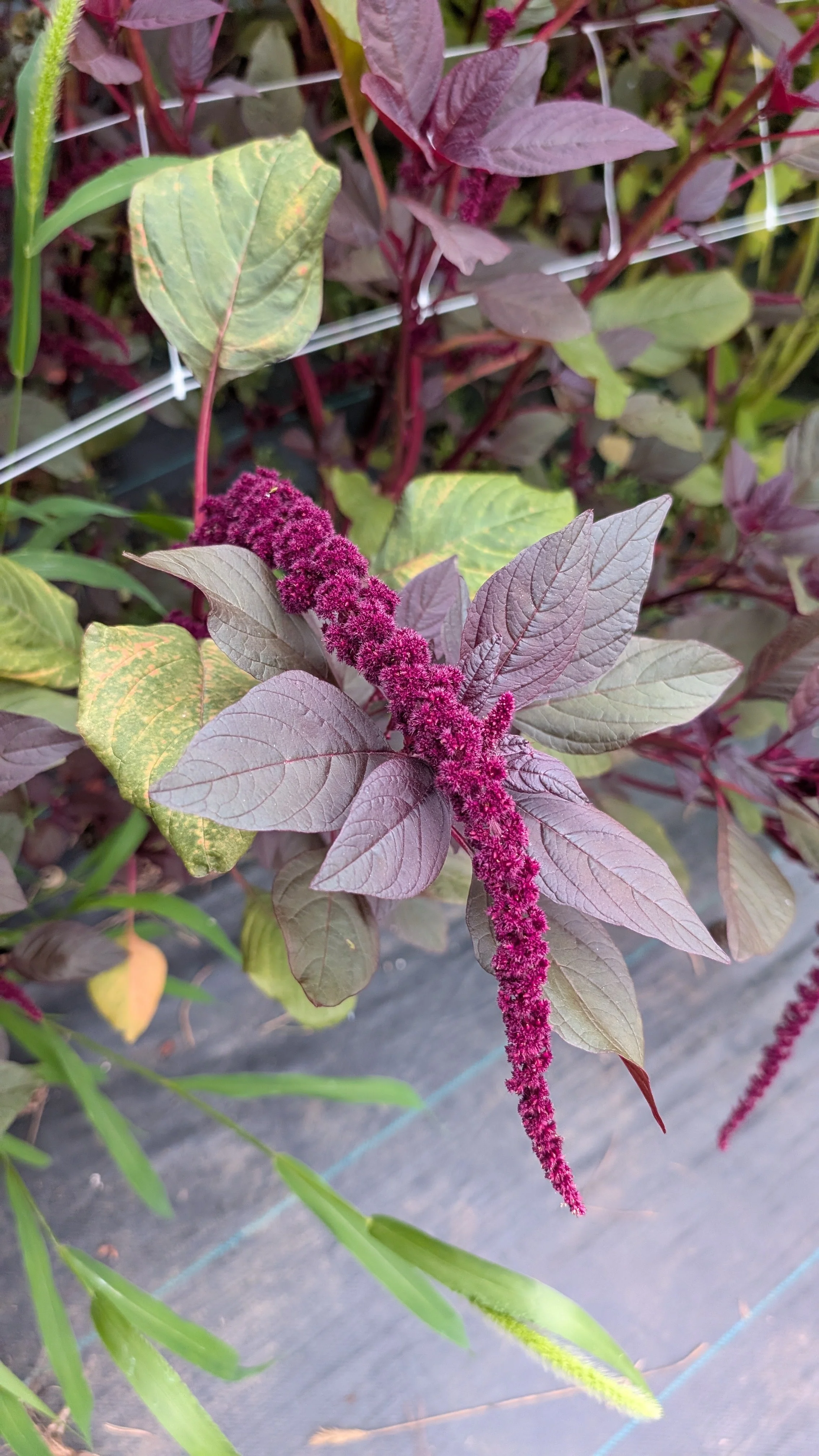 Amaranthus - Burgundy 50 stems