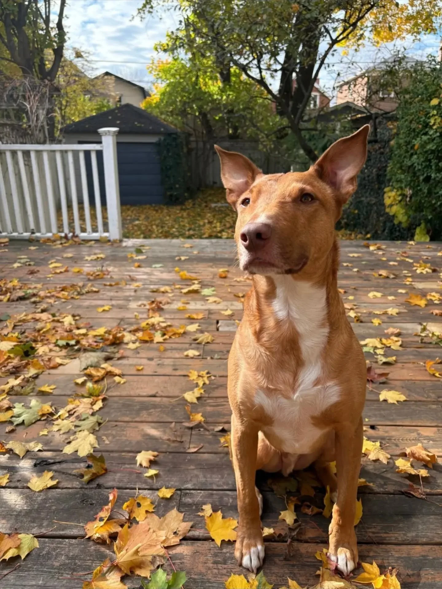 Happy 5th Birthday Indie 🐾

Equal parts clown, cuddler, and captain of chaos...
you are 60lbs of pure muscle wrapped around the softest, most sensitive soul.

You make us laugh every single day&hellip; whether it&rsquo;s your signature kick flips to