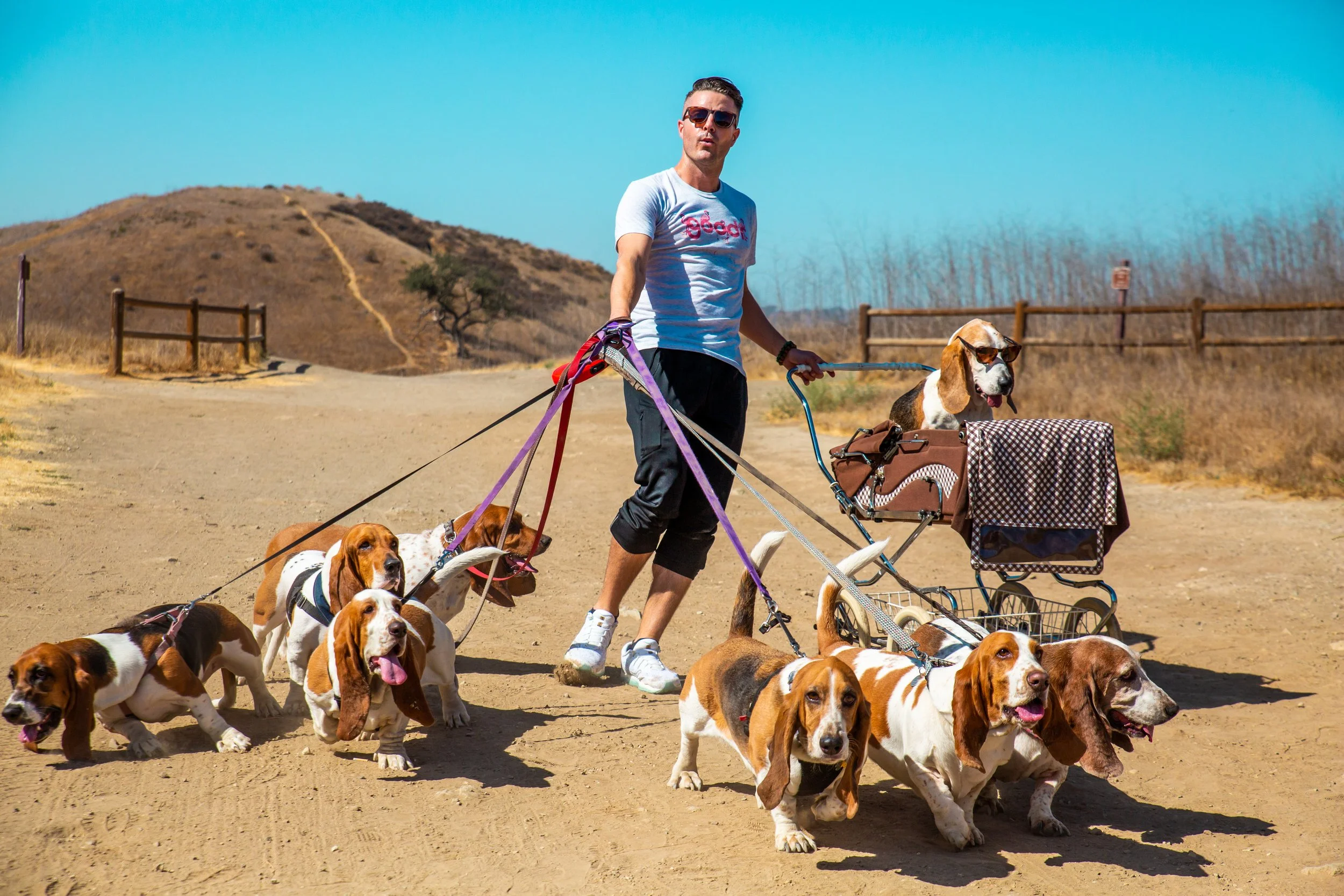 Bosleys Basset Hound Dreams_Non Reflection Perfection_OGs_Lifestyle_4.jpg