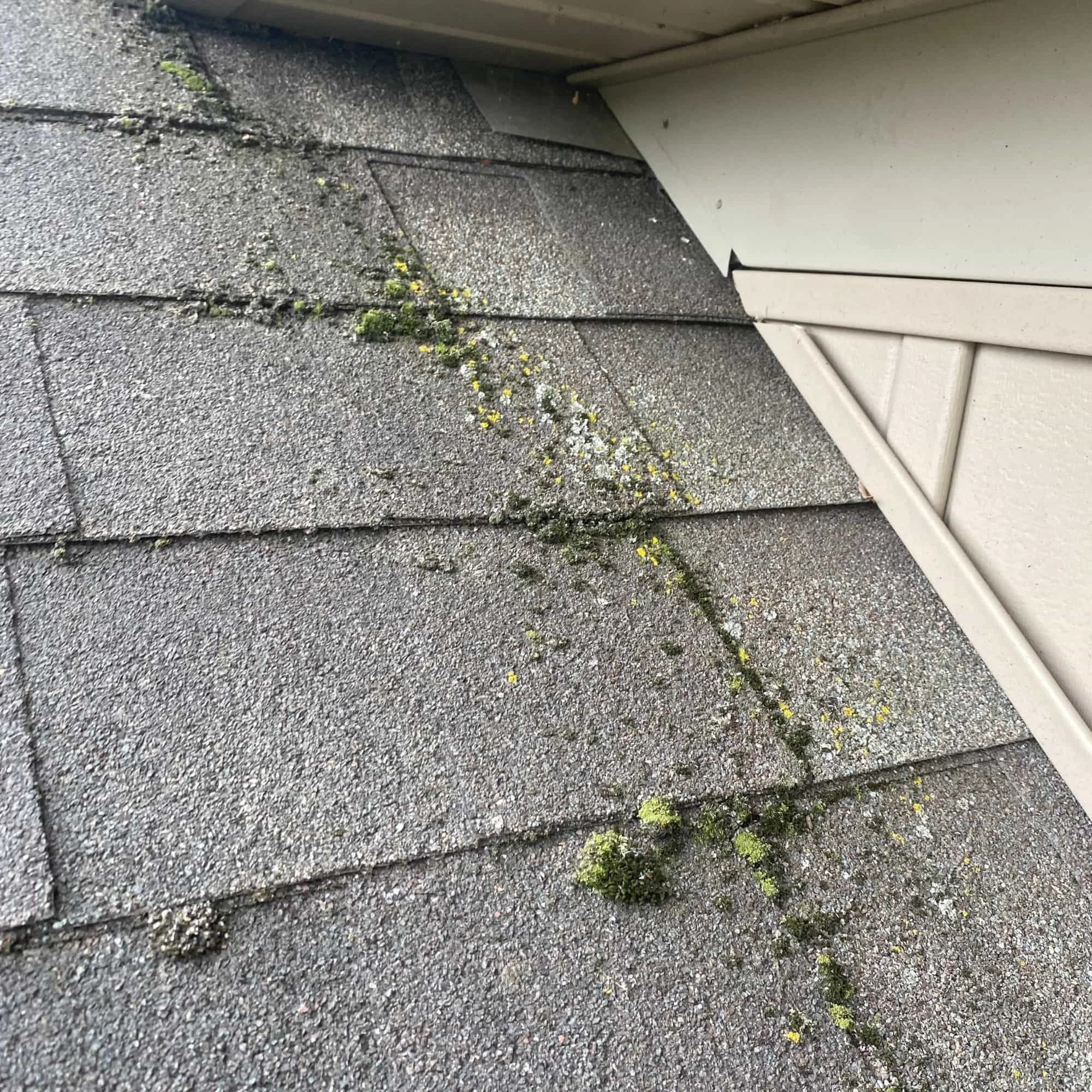 New roof installation with synthetic underlayment and architectural shingles on residential home