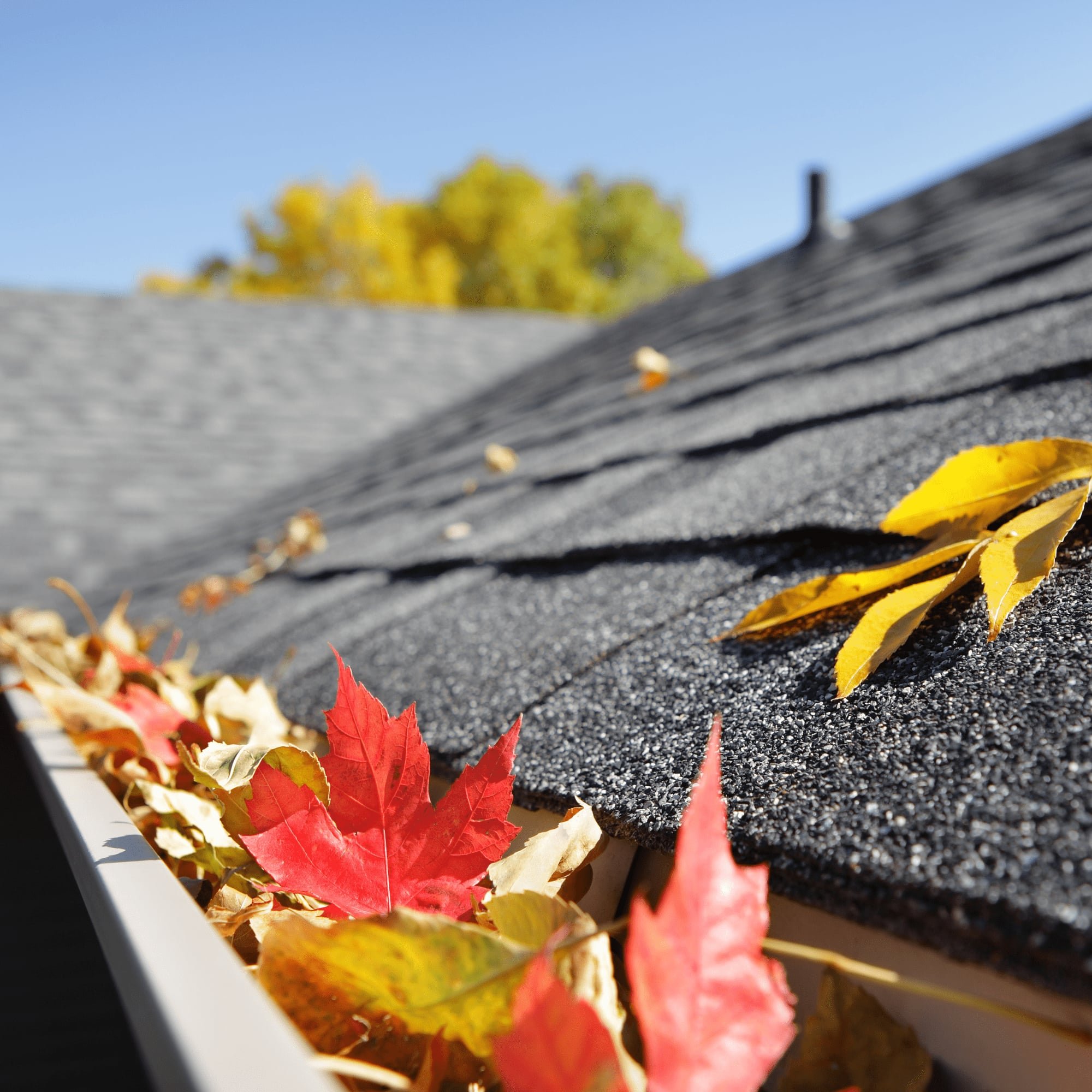 Close-up of a house roof with autumn leaves, including red and yellow leaves, on shingles and in a gutter.