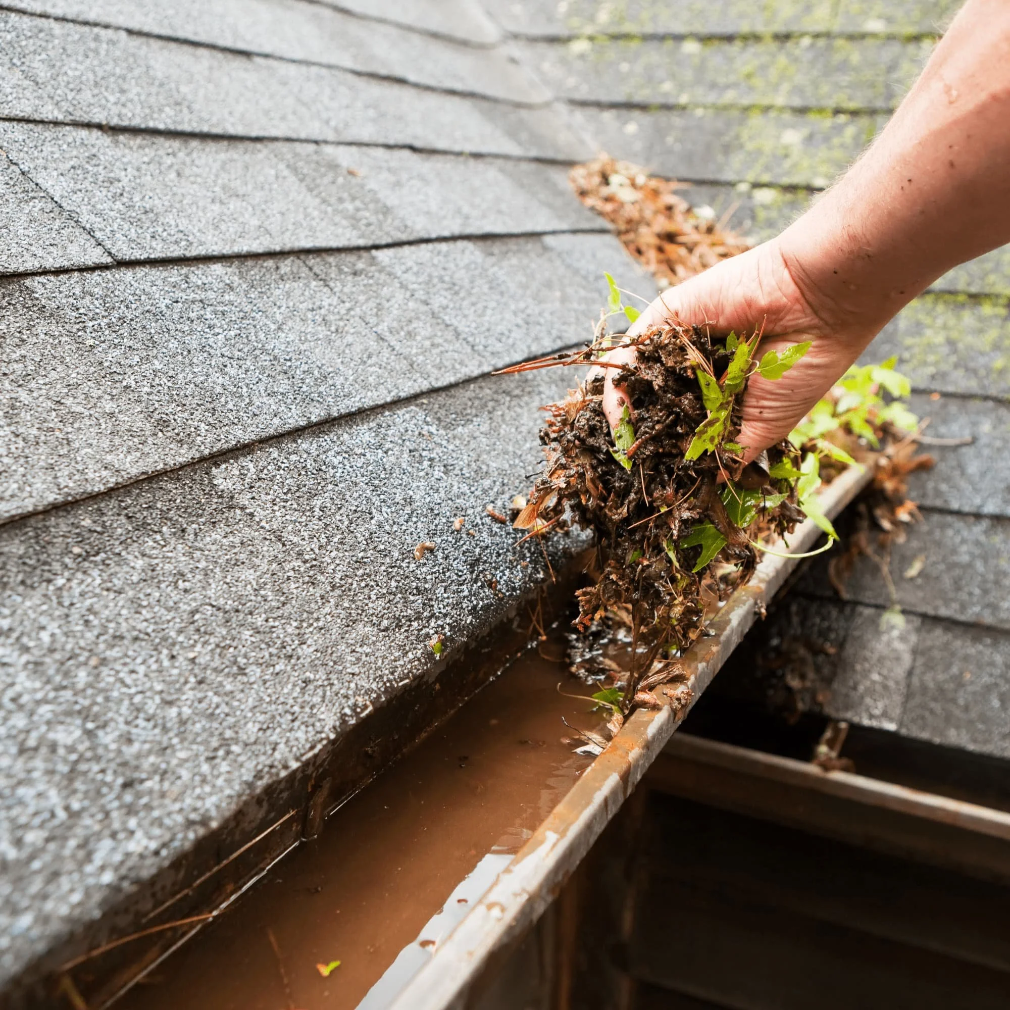 Person cleaning debris and leaves from a clogged roof gutter filled with water.