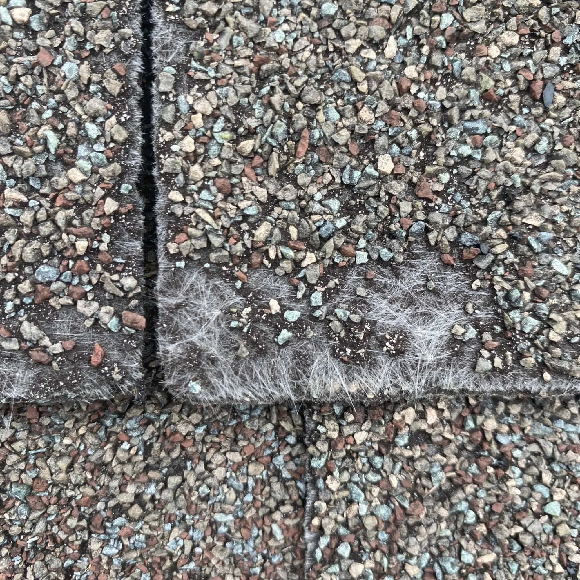 Close-up of aging asphalt shingles showing wear and granule loss on residential roof