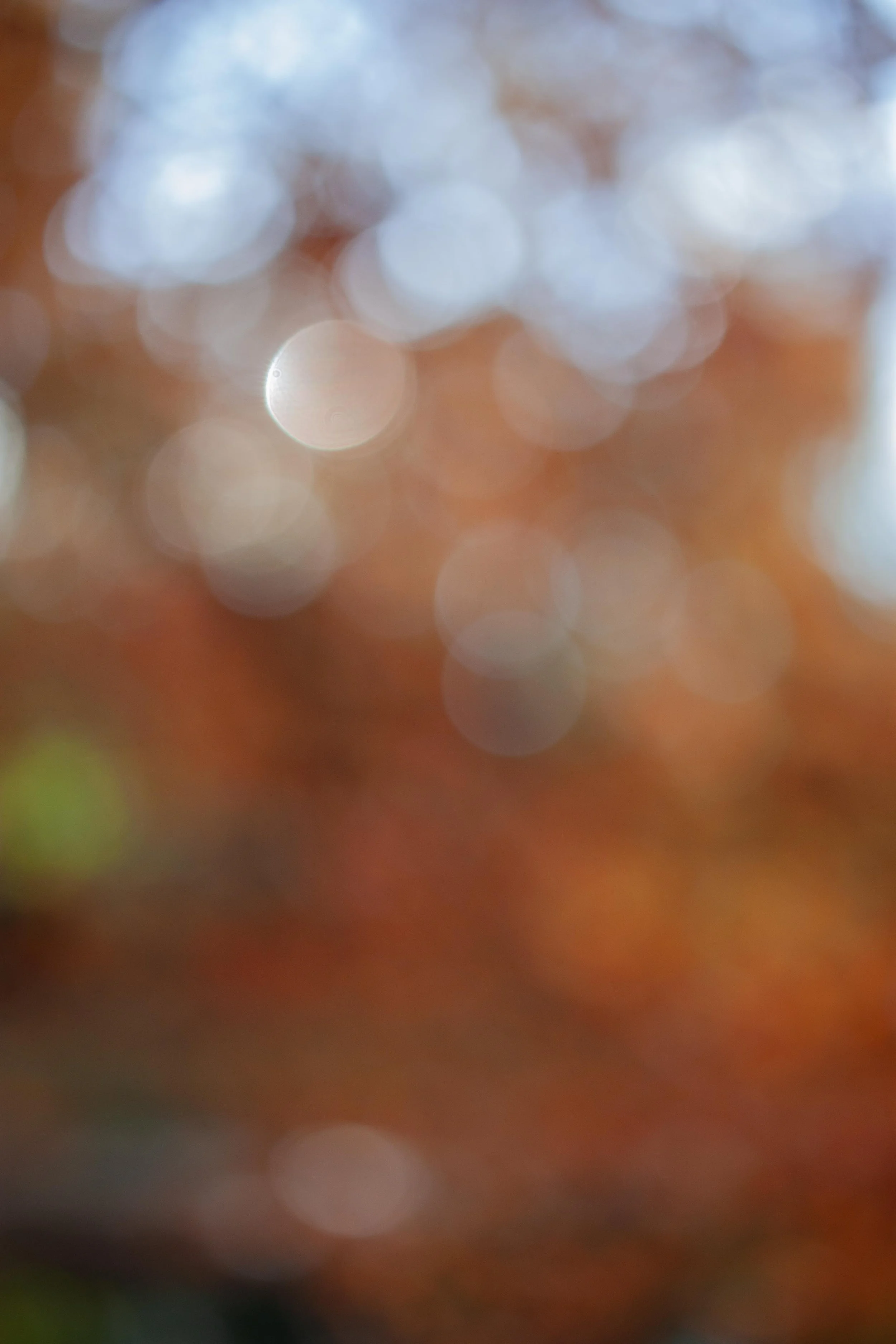_MG_1410.jpg