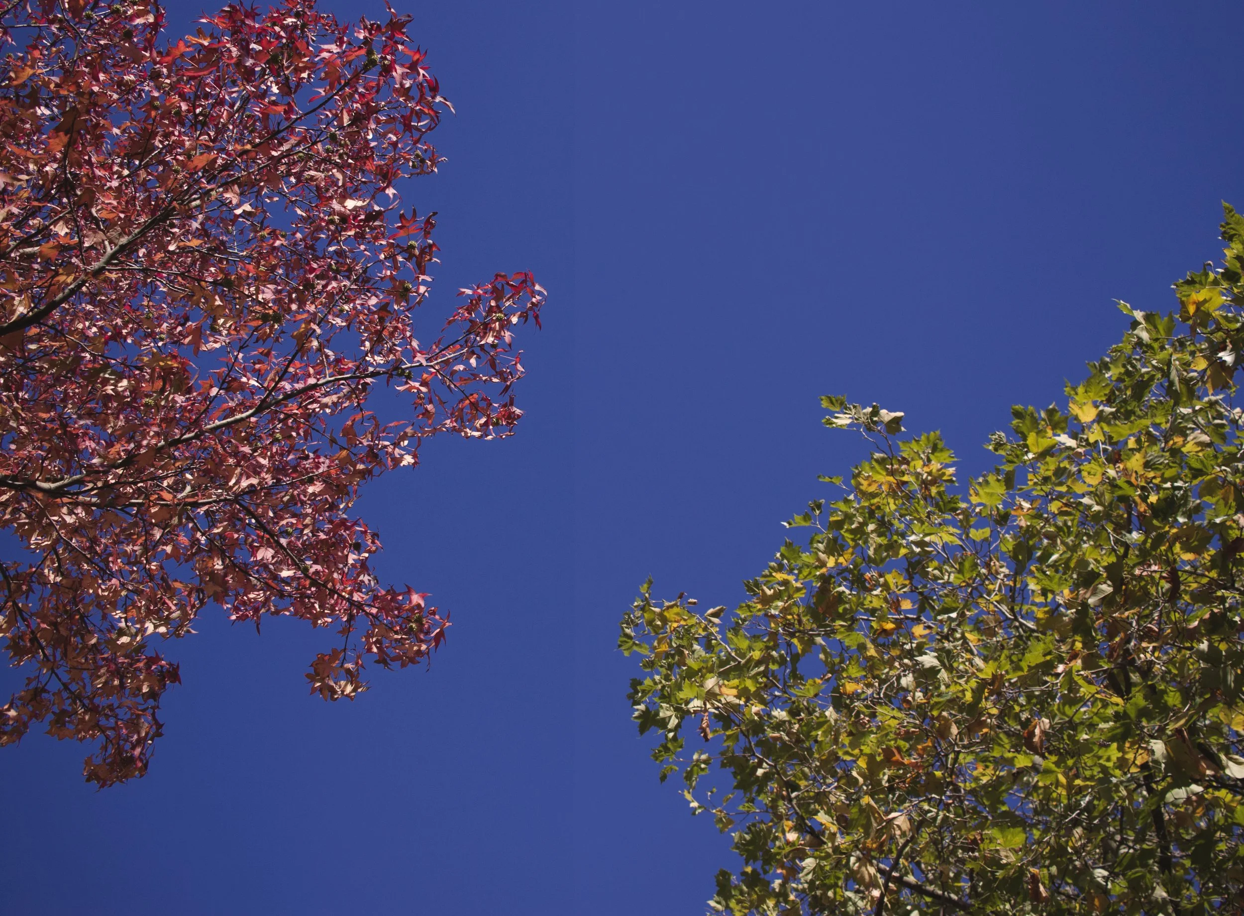 _MG_4359.jpg