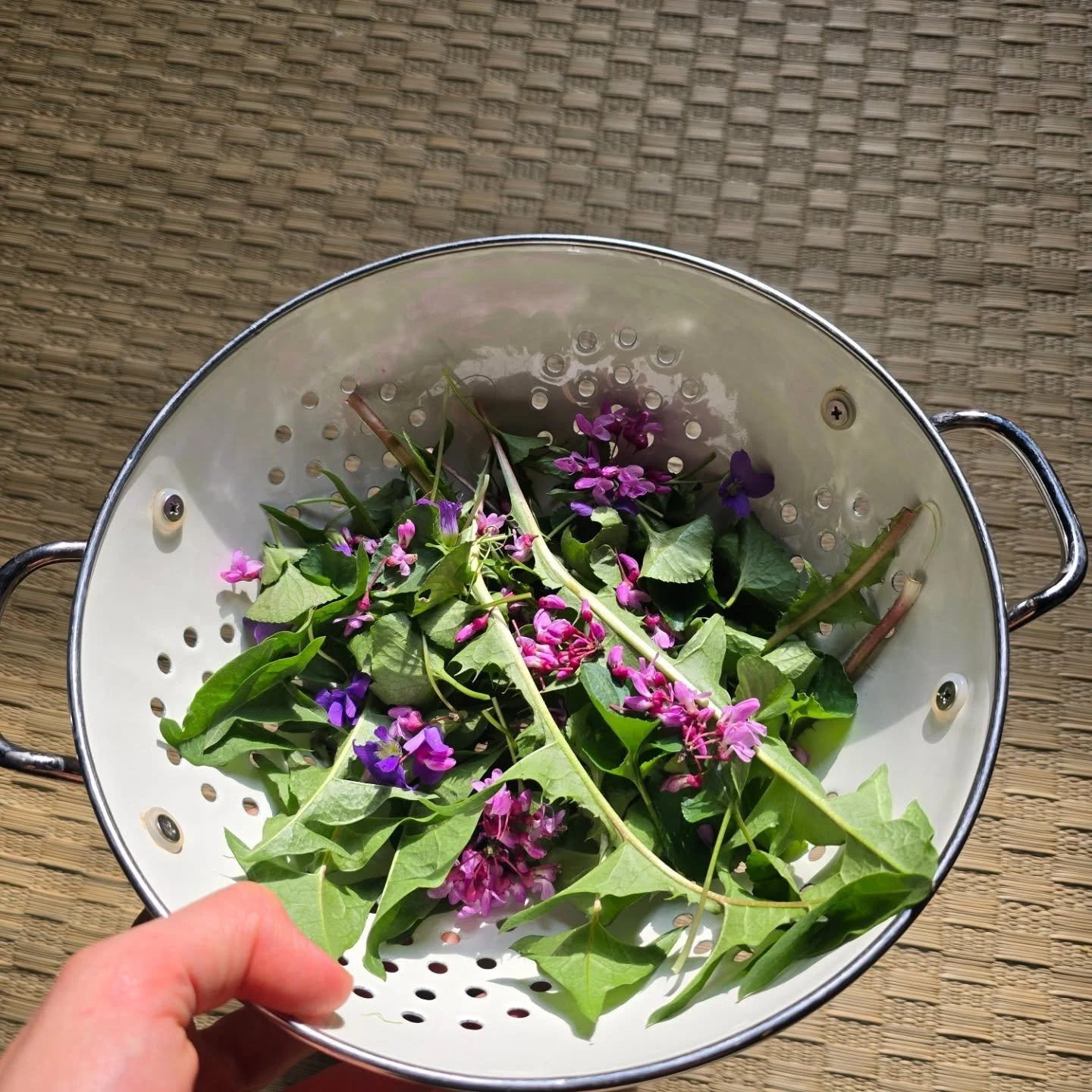 Made a delicious breakfast salad of dandelion greens, violets, and red bud flowers that I harvested from the yard. These weeds are great prebiotics and support your liver and kidneys. 

#weeds #herbalist #herblover #herbalgarden #herbalmedicine