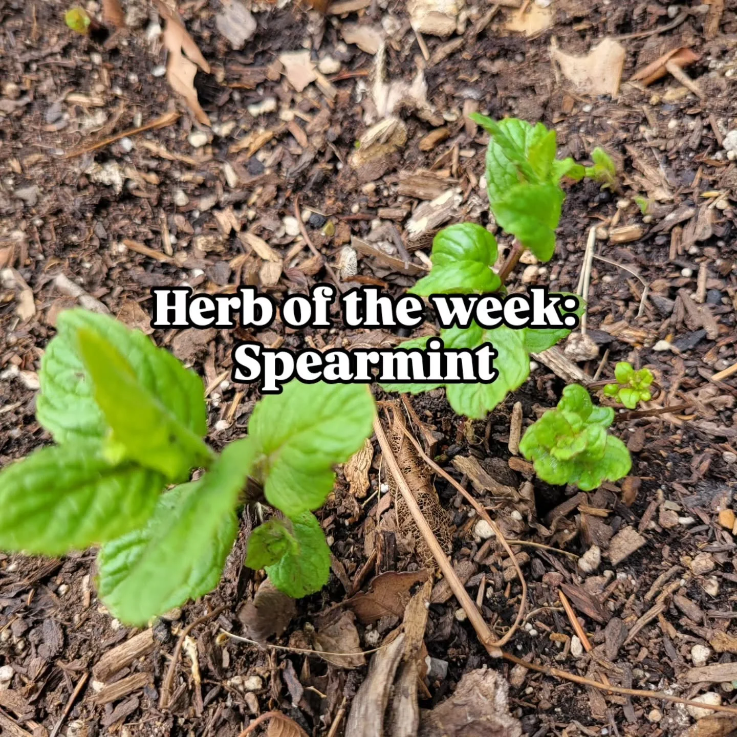 This week's #herboftheweek is #spearmint which grows in our garden. Spearmint is a staple herb for me. Mint is very resilient and can grow almost anywhere. It is both shade and full sun tolerant and can take over. You can recognize mints by their squ