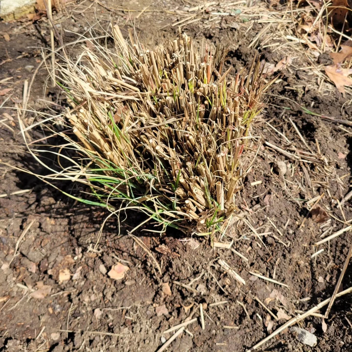 Spent all weekend and today cutting, splitting and replanting ornamental grasses for the Rest and Reflection garden for privacy. Found this little guy in hibernation mode in the dirt. Was able to move him somewhere safer. 

#communitygardens #herbali